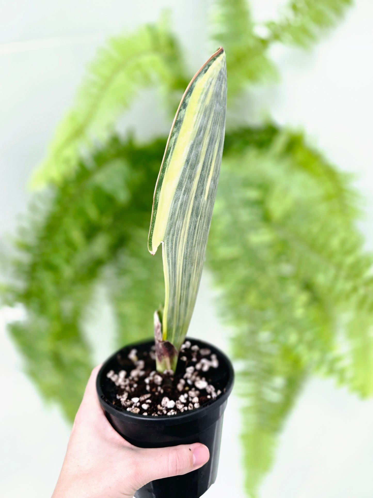 Sansevieria Masoniana Variegata 'Whale Fin' - 118mm