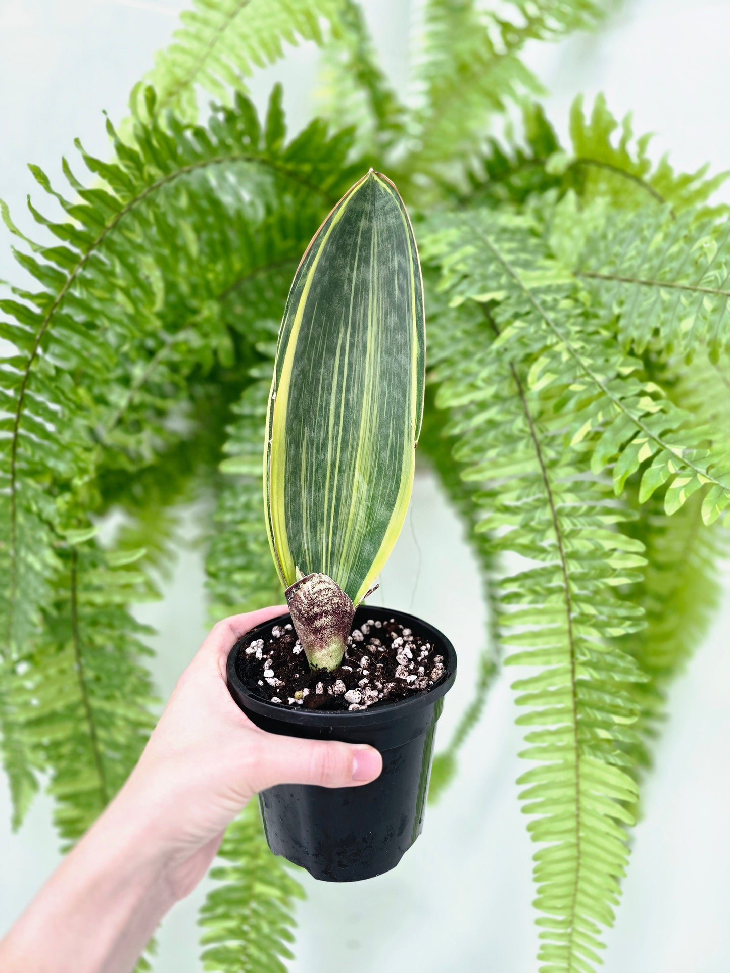 Sansevieria Masoniana Variegata 'Whale Fin' - 118mm