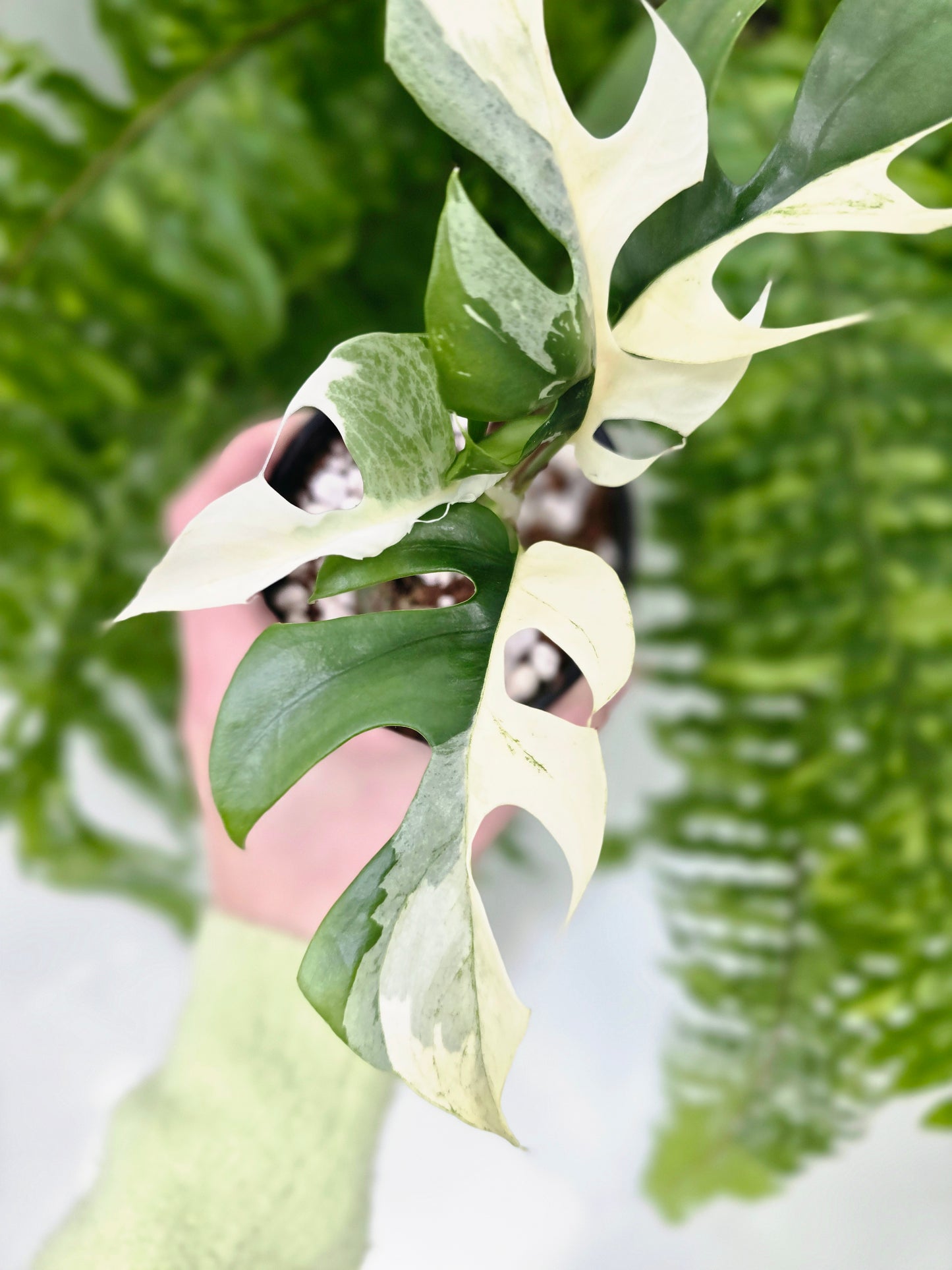 Rhaphidophora Tetrasperma Variegata 'Albo' - 100mm