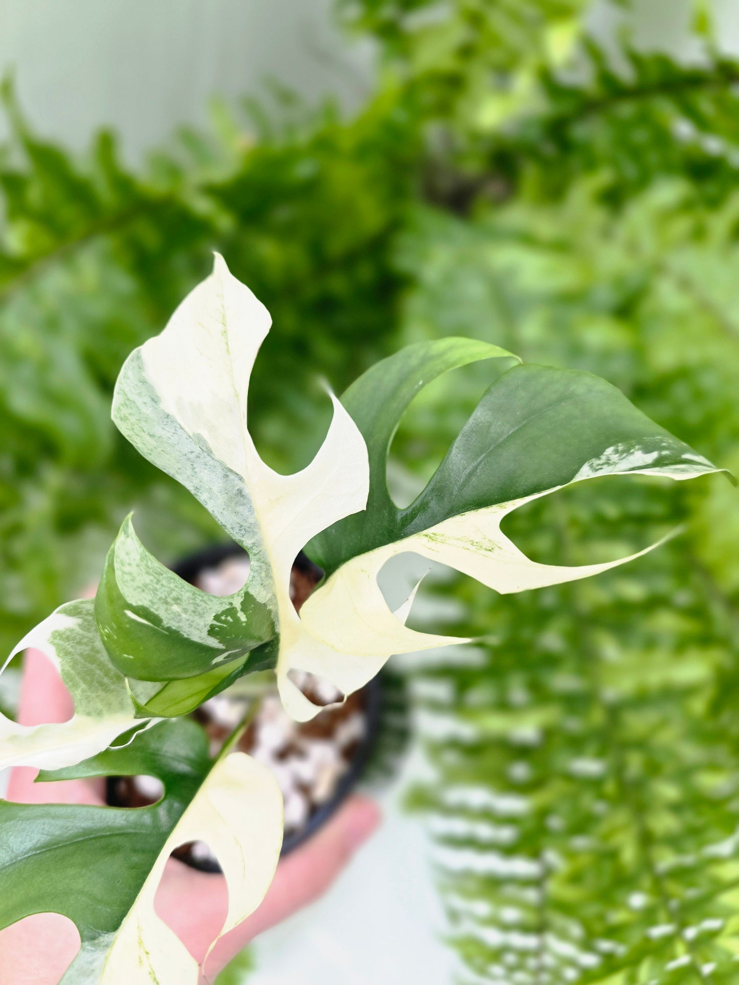 Rhaphidophora Tetrasperma Variegata 'Albo' - 100mm