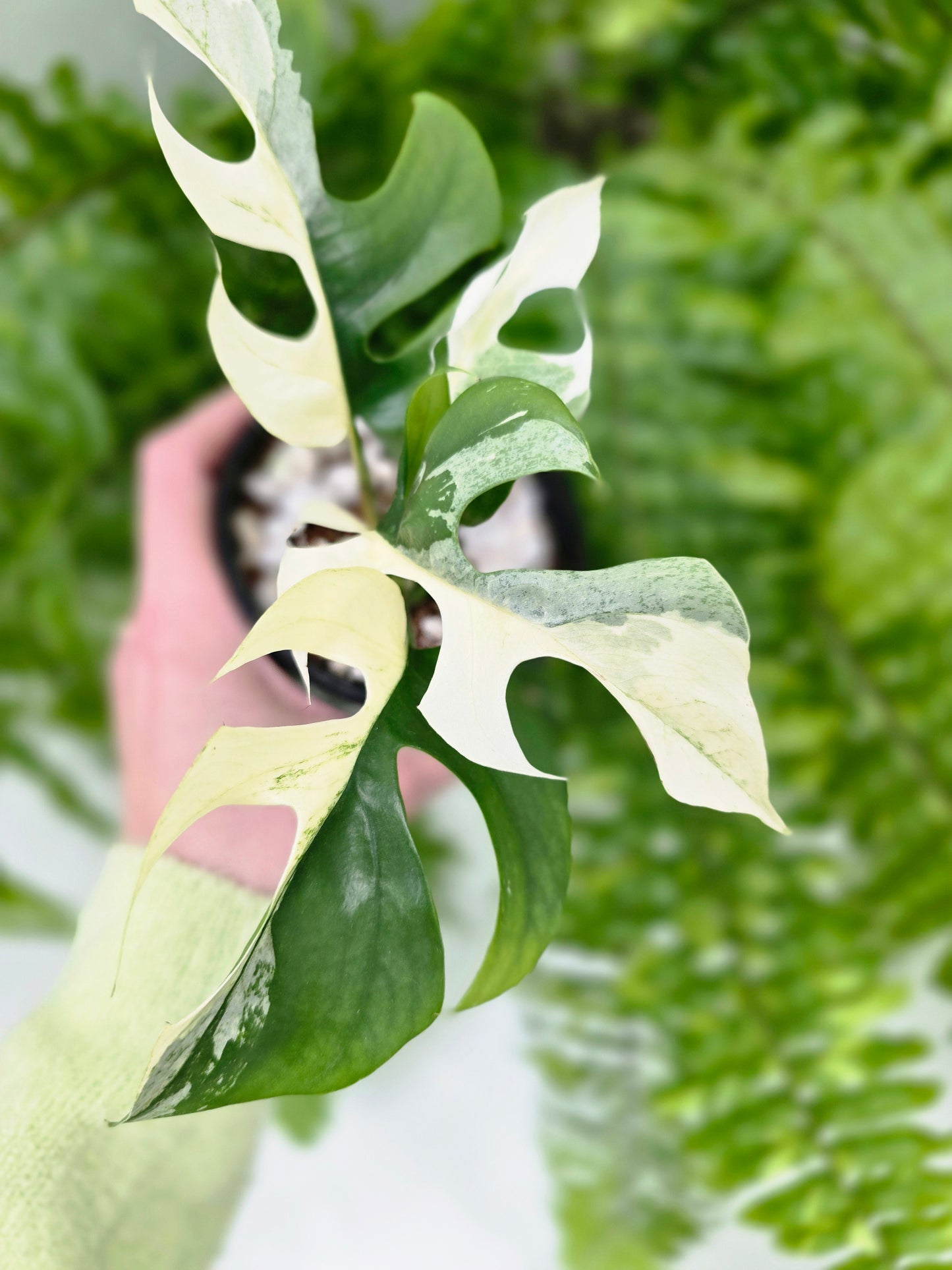 Rhaphidophora Tetrasperma Variegata 'Albo' - 100mm