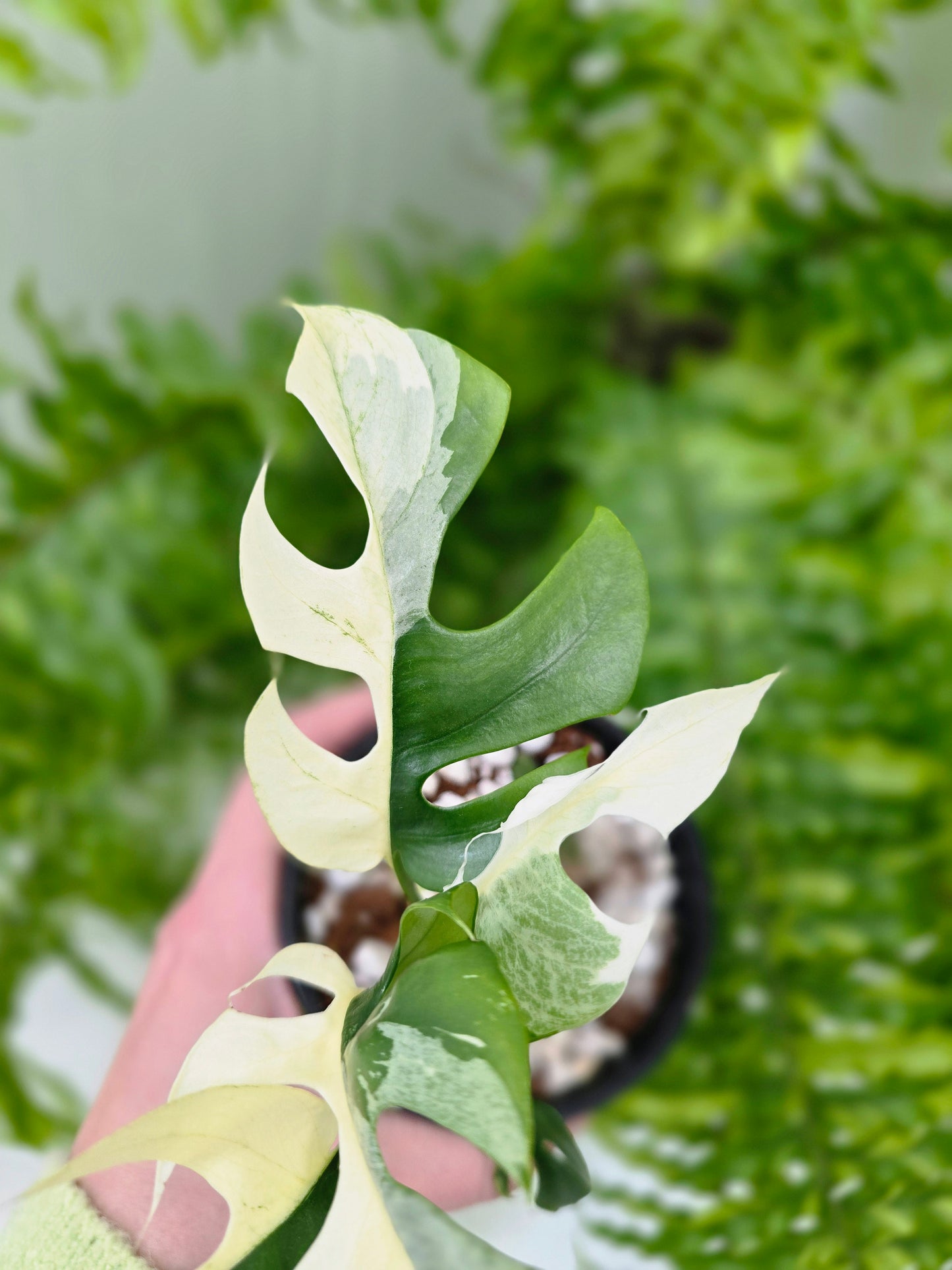 Rhaphidophora Tetrasperma Variegata 'Albo' - 100mm