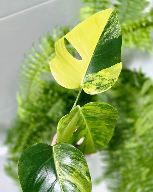 Monstera Deliciosa Borsigiana 'Aurea' - 125mm