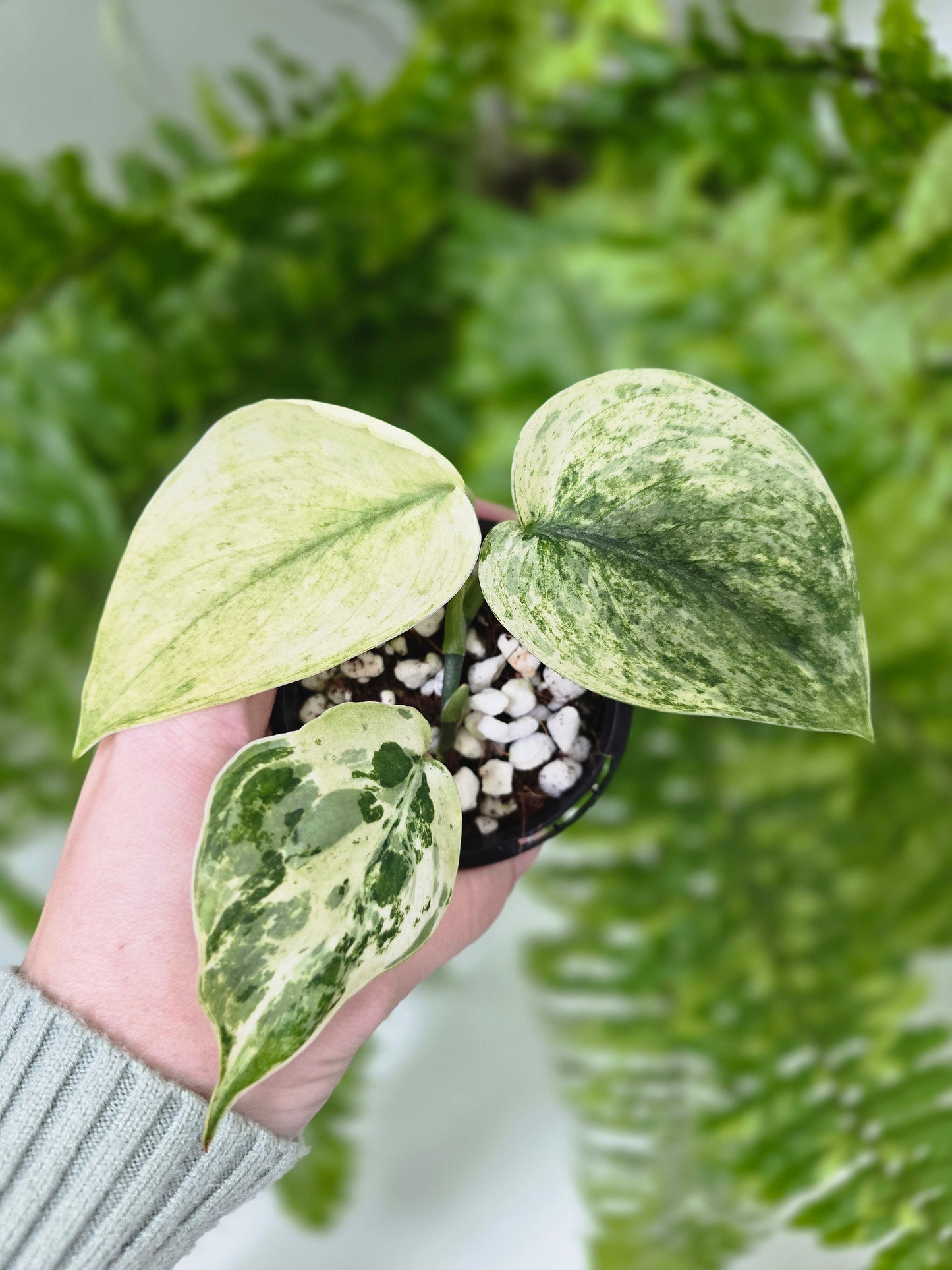 Scindapsus Pictus 'Jade Satin White Mint' - 70mm