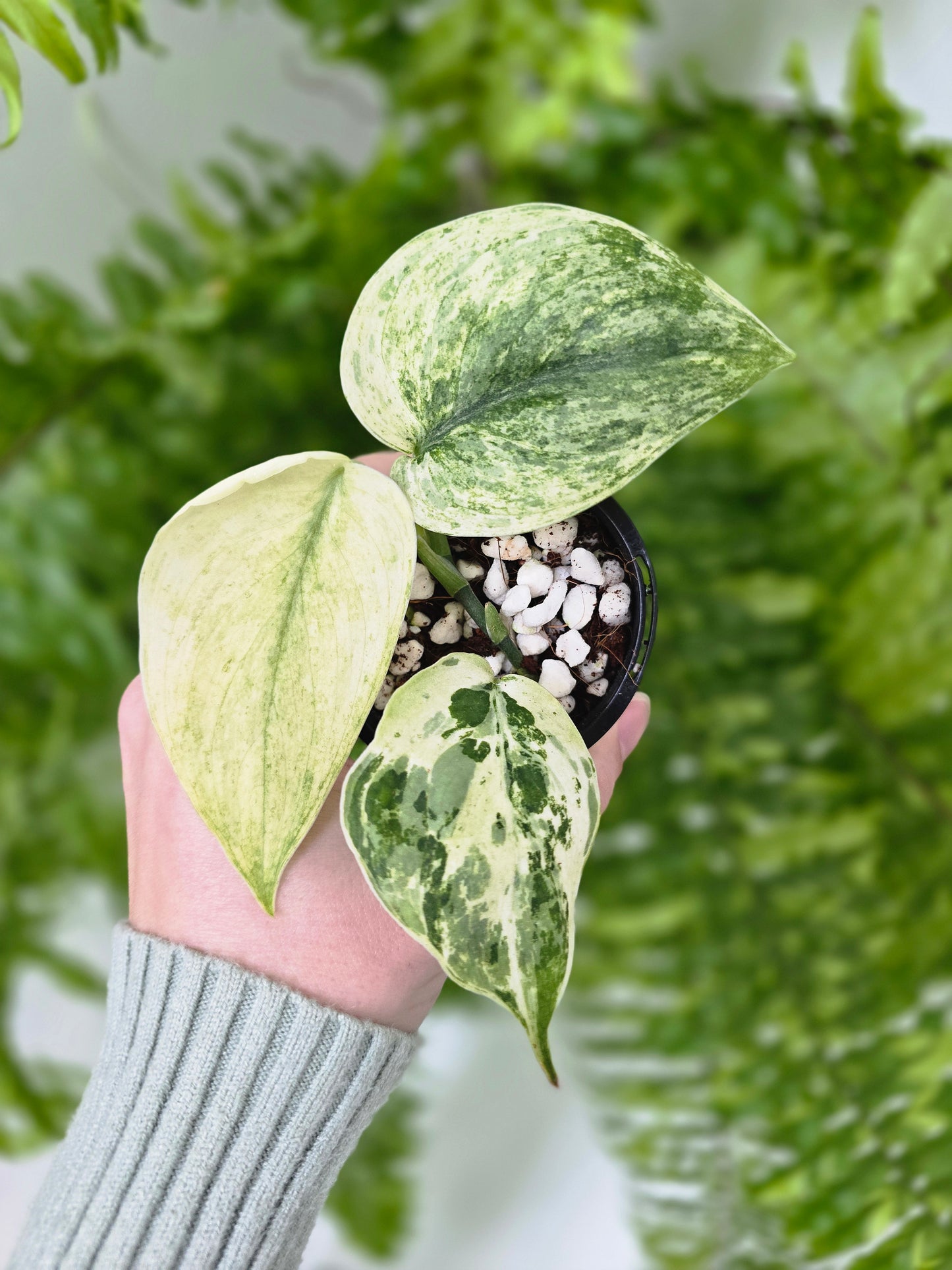 Scindapsus Pictus 'Jade Satin White Mint' - 70mm
