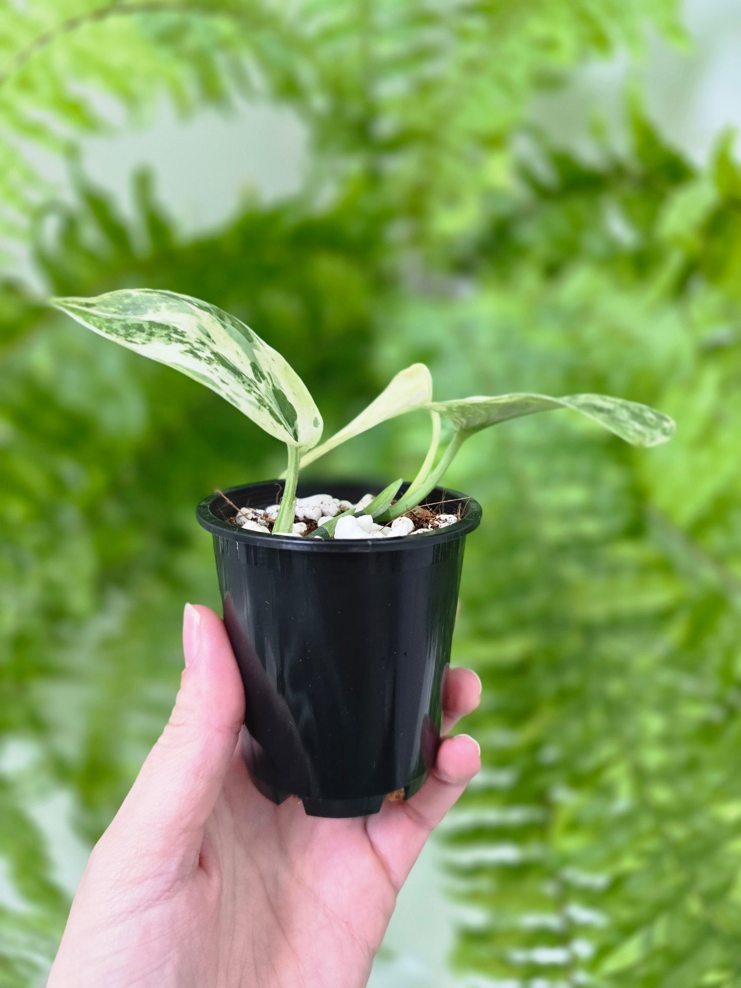 Scindapsus Pictus 'Jade Satin White Mint' - 70mm