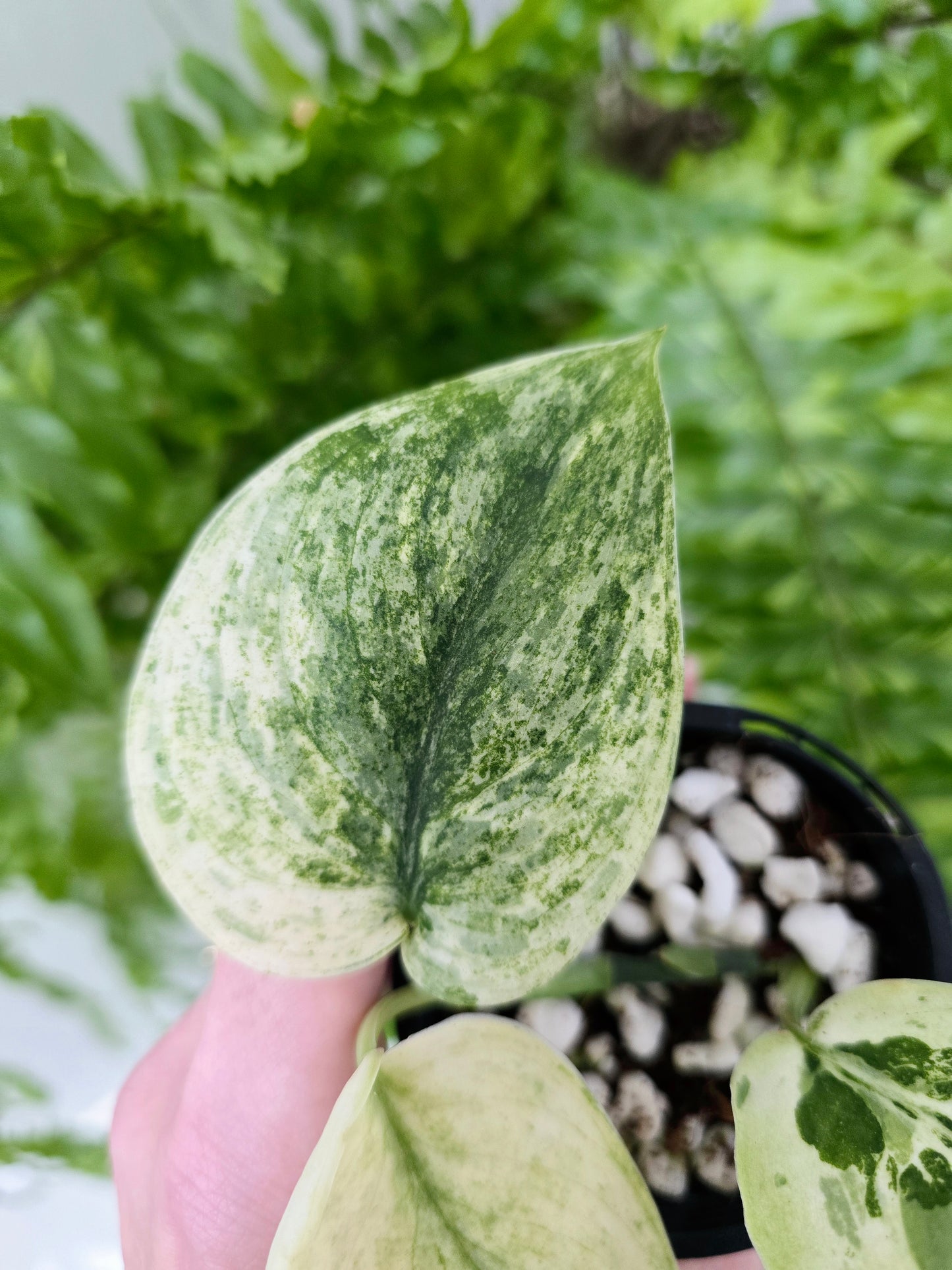 Scindapsus Pictus 'Jade Satin White Mint' - 70mm