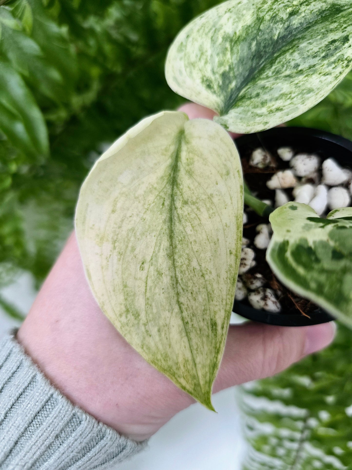 Scindapsus Pictus 'Jade Satin White Mint' - 70mm