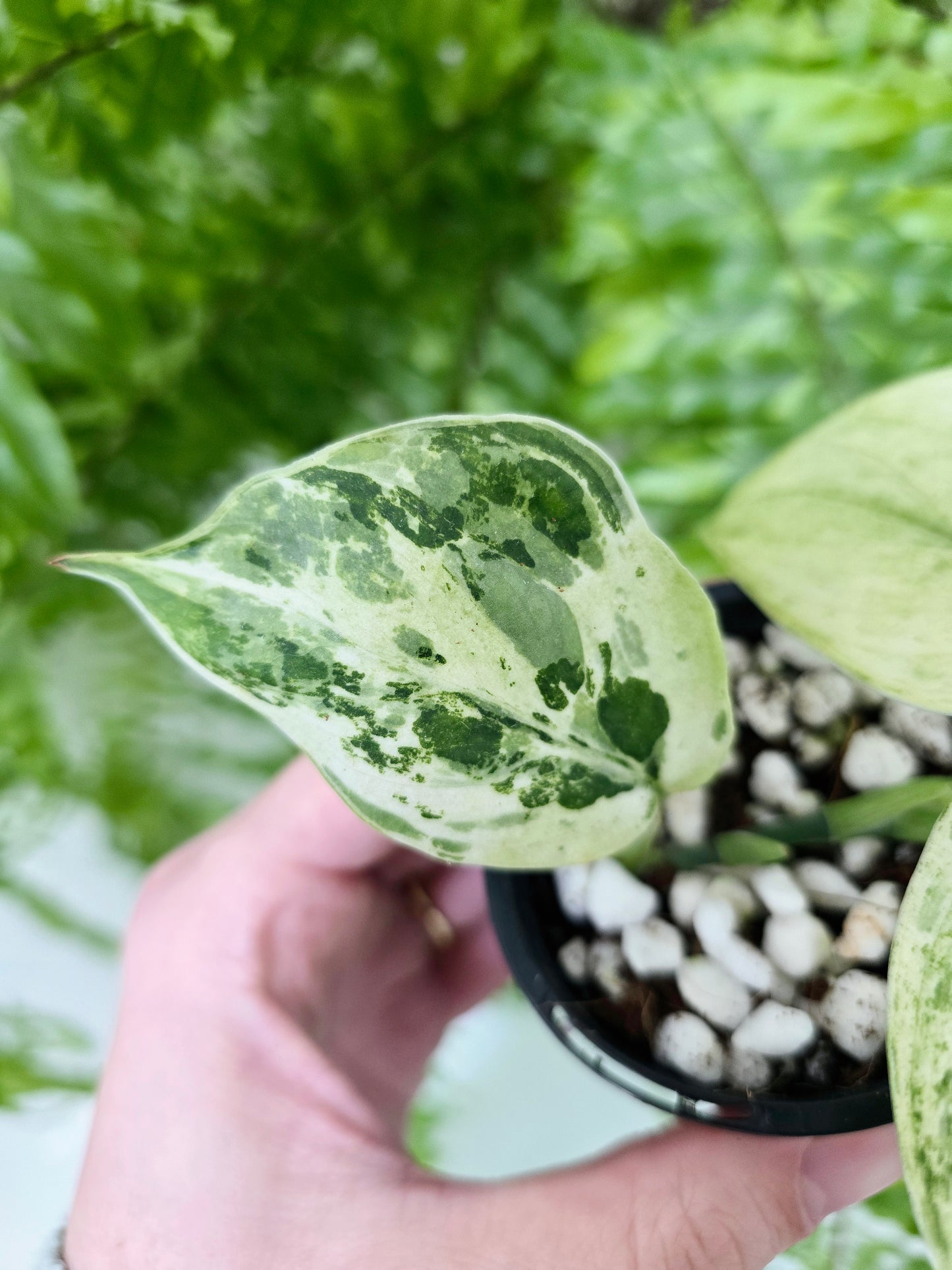Scindapsus Pictus 'Jade Satin White Mint' - 70mm