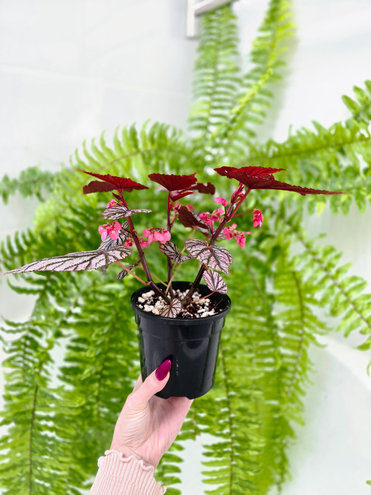 Begonia maculata 'Ashura' (Multi-Stem) - 118mm