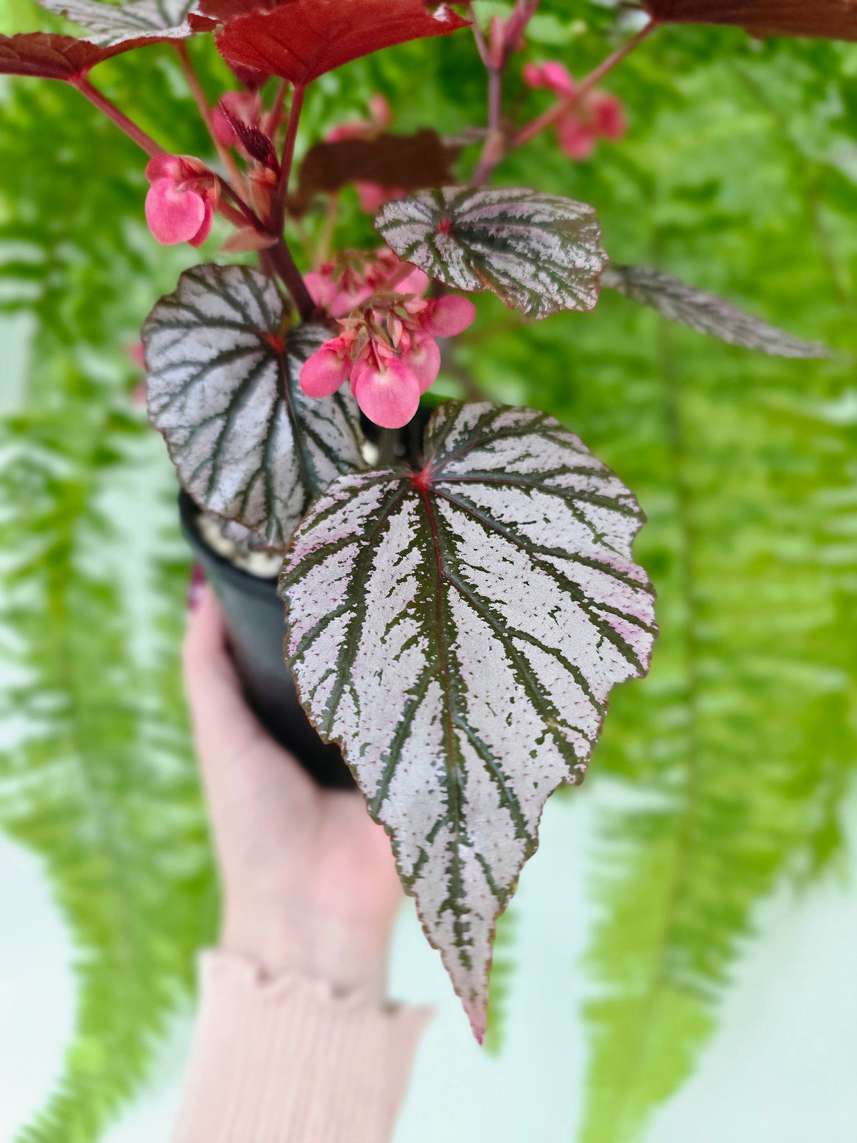 Begonia maculata 'Ashura' (Multi-Stem) - 118mm