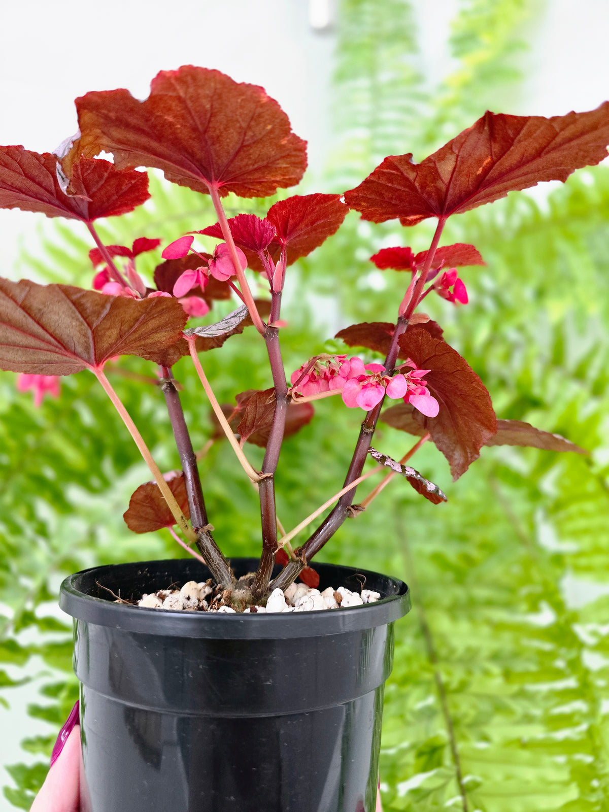 Begonia maculata 'Ashura' (Multi-Stem) - 118mm