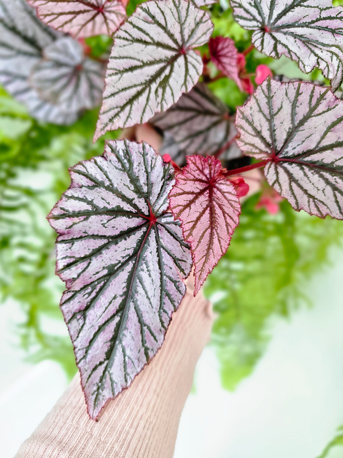 Begonia maculata 'Ashura' (Multi-Stem) - 118mm