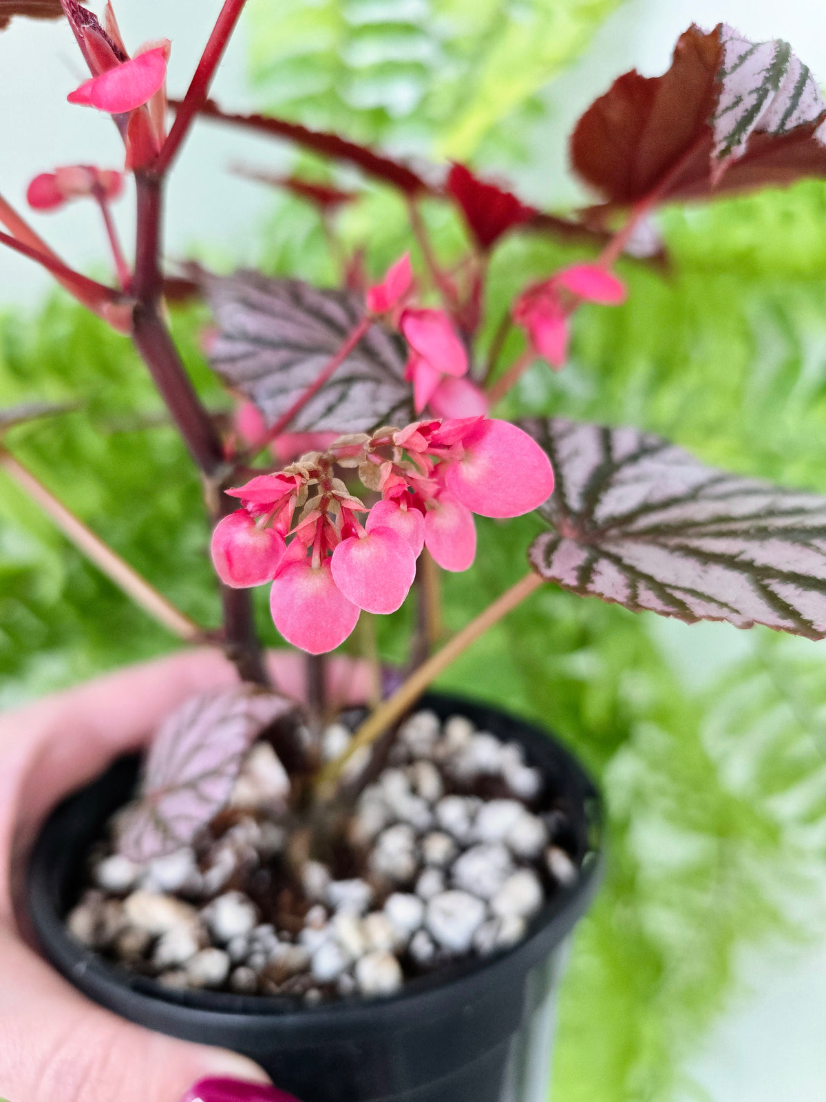 Begonia maculata 'Ashura' (Multi-Stem) - 118mm
