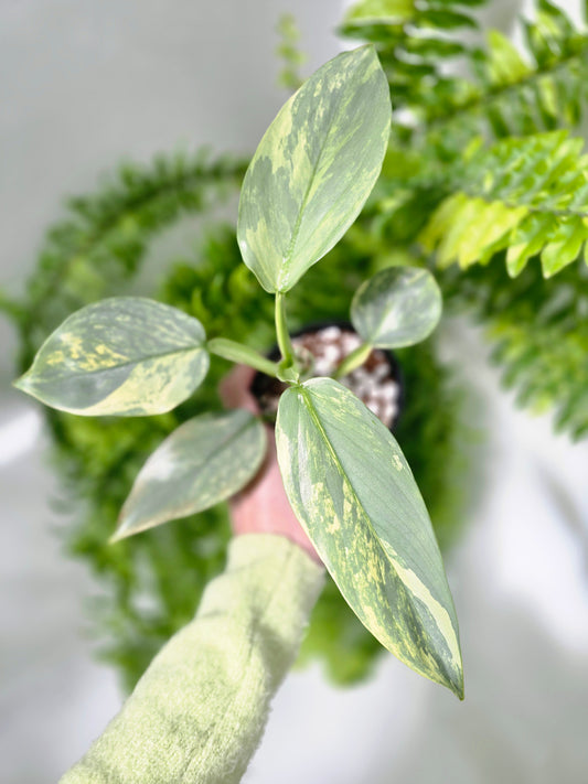 Philodendron hastatum Variegated (Silver Sword) - 100mm