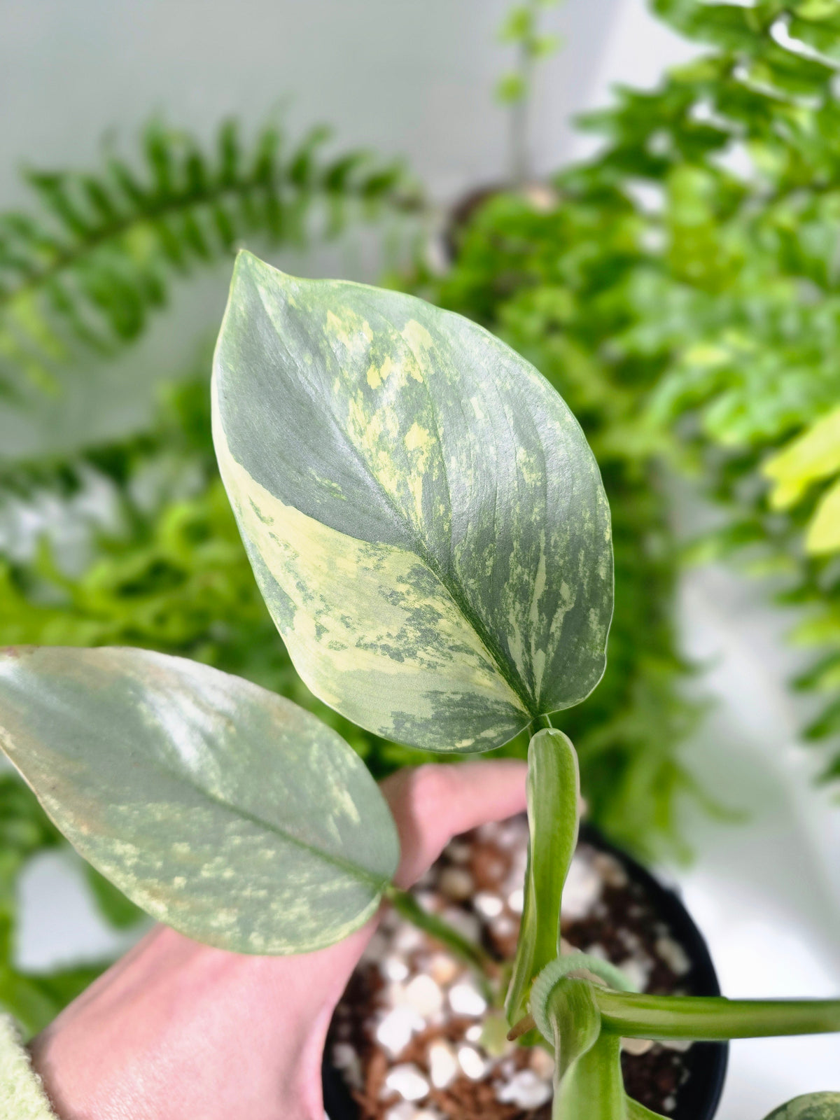Philodendron hastatum Variegated (Silver Sword) - 100mm