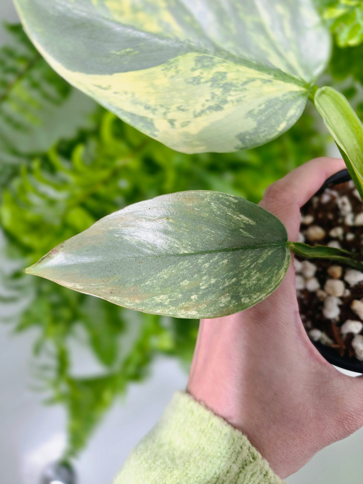 Philodendron hastatum Variegated (Silver Sword) - 100mm