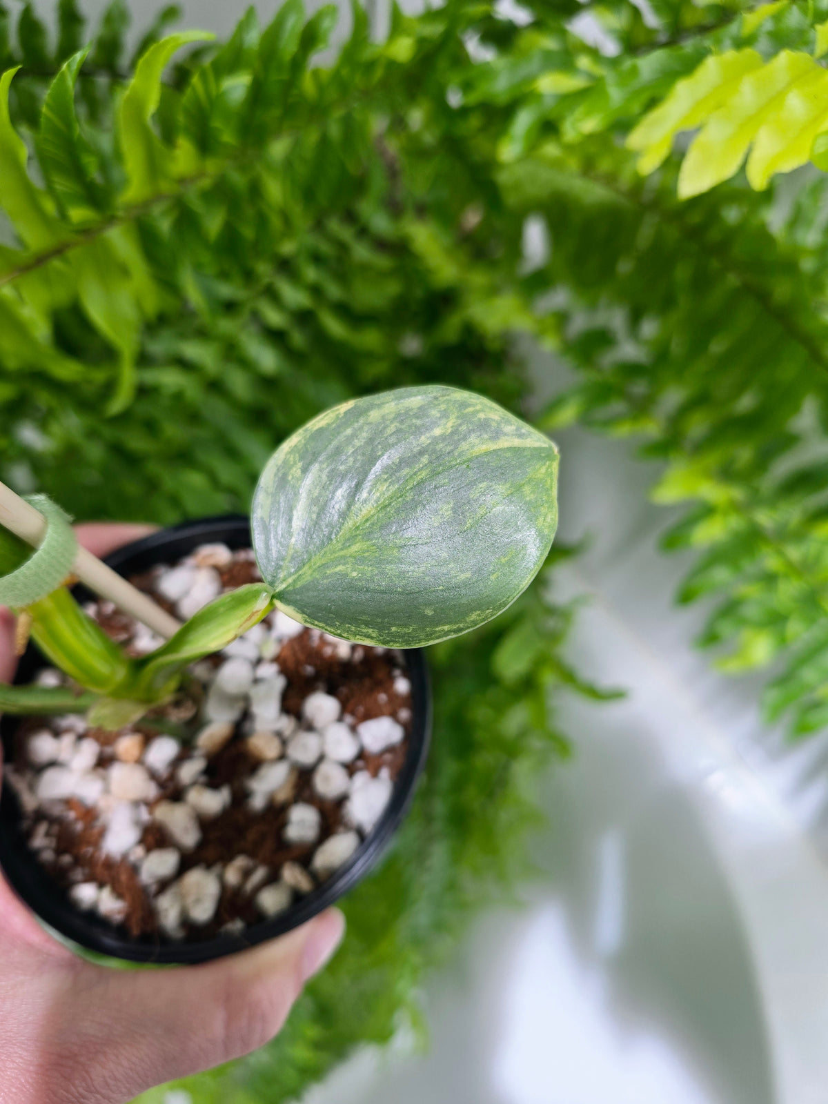 Philodendron hastatum Variegated (Silver Sword) - 100mm