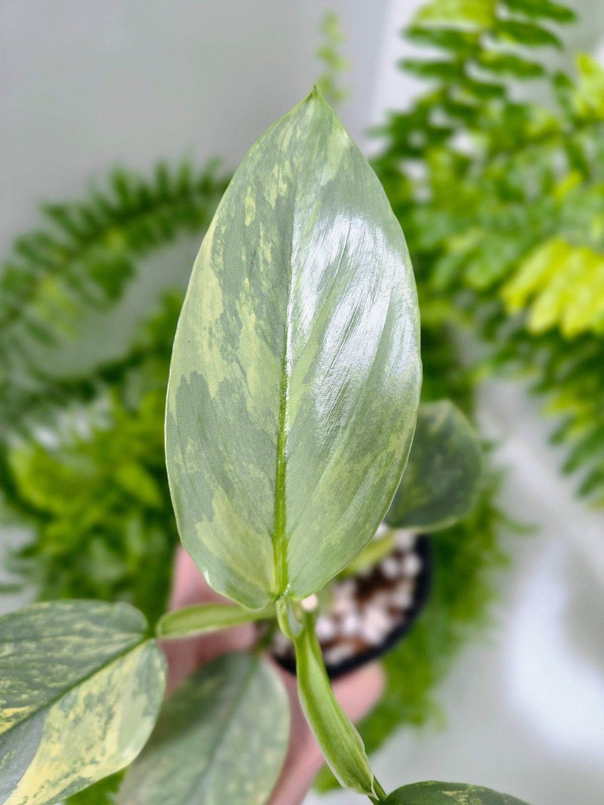 Philodendron hastatum Variegated (Silver Sword) - 100mm