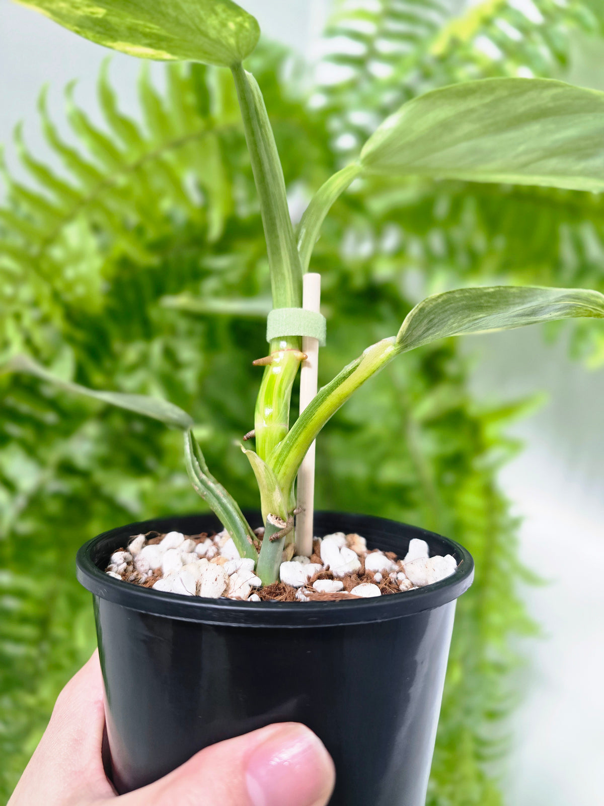 Philodendron hastatum Variegated (Silver Sword) - 100mm