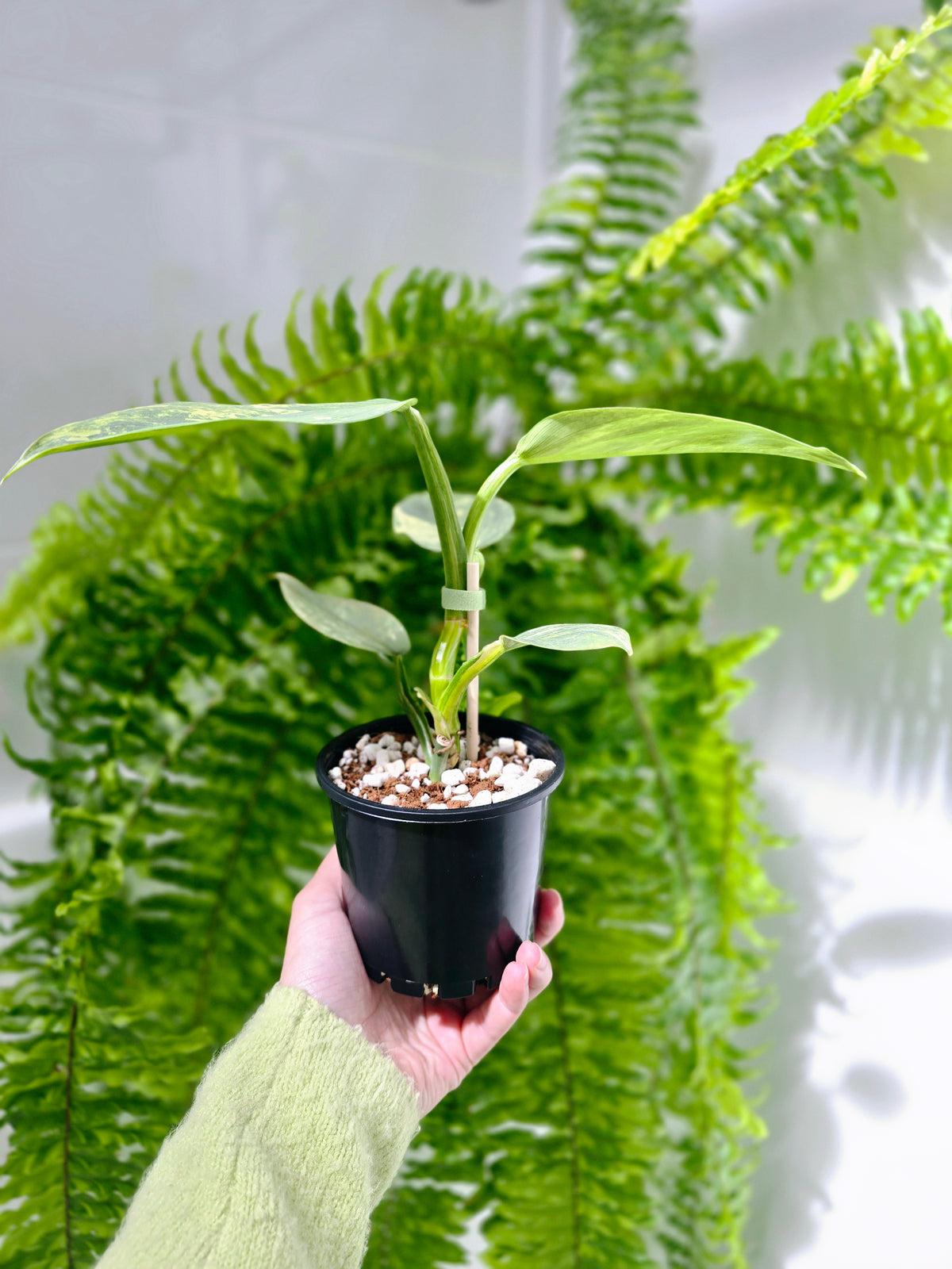 Philodendron hastatum Variegated (Silver Sword) - 100mm