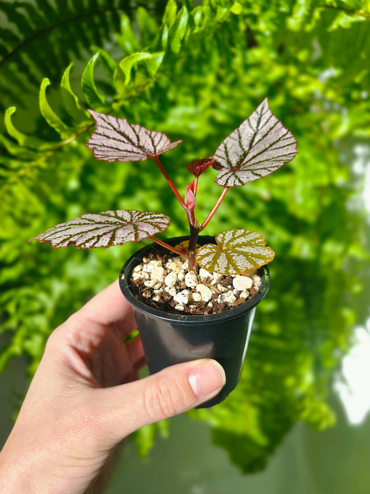 Begonia maculata 'Ashura' - 70mm
