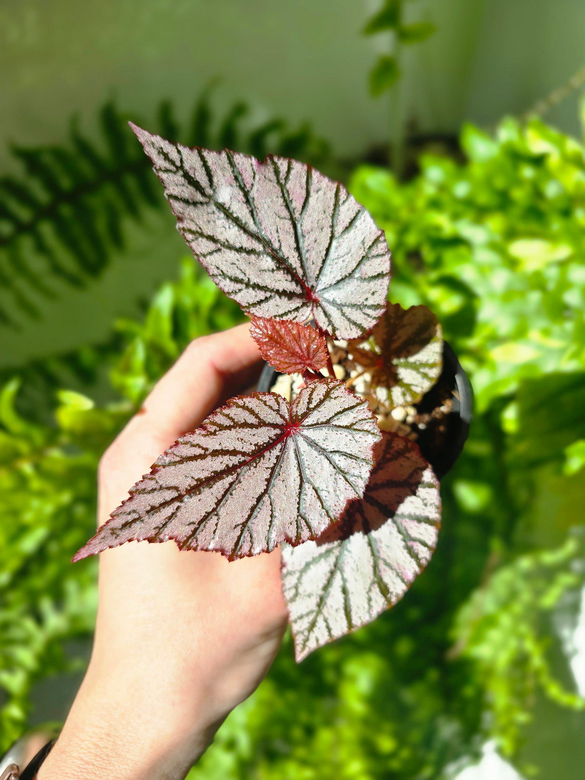 Begonia maculata 'Ashura' - 70mm
