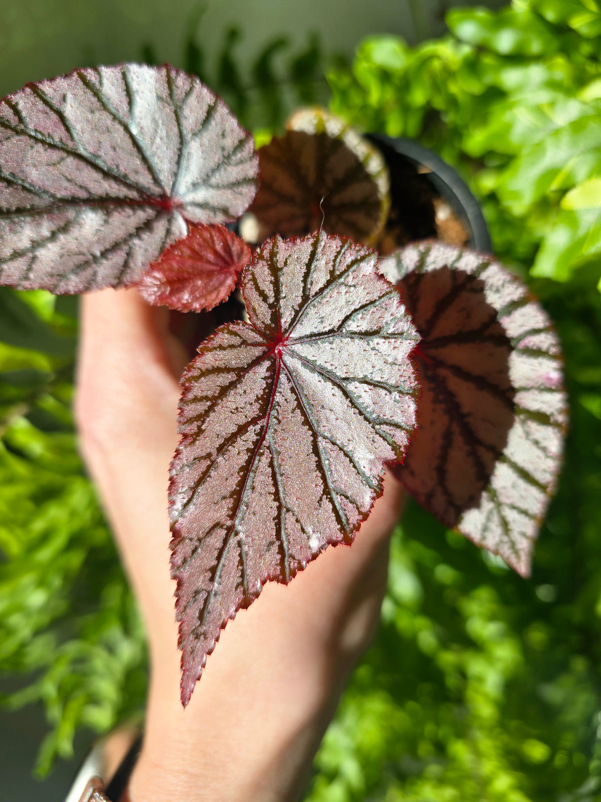 Begonia maculata 'Ashura' - 70mm
