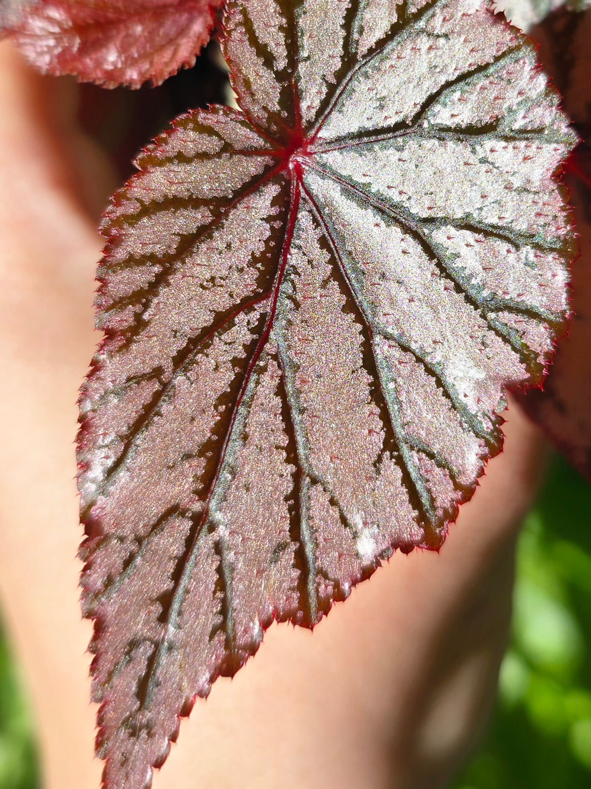 Begonia maculata 'Ashura' - 70mm