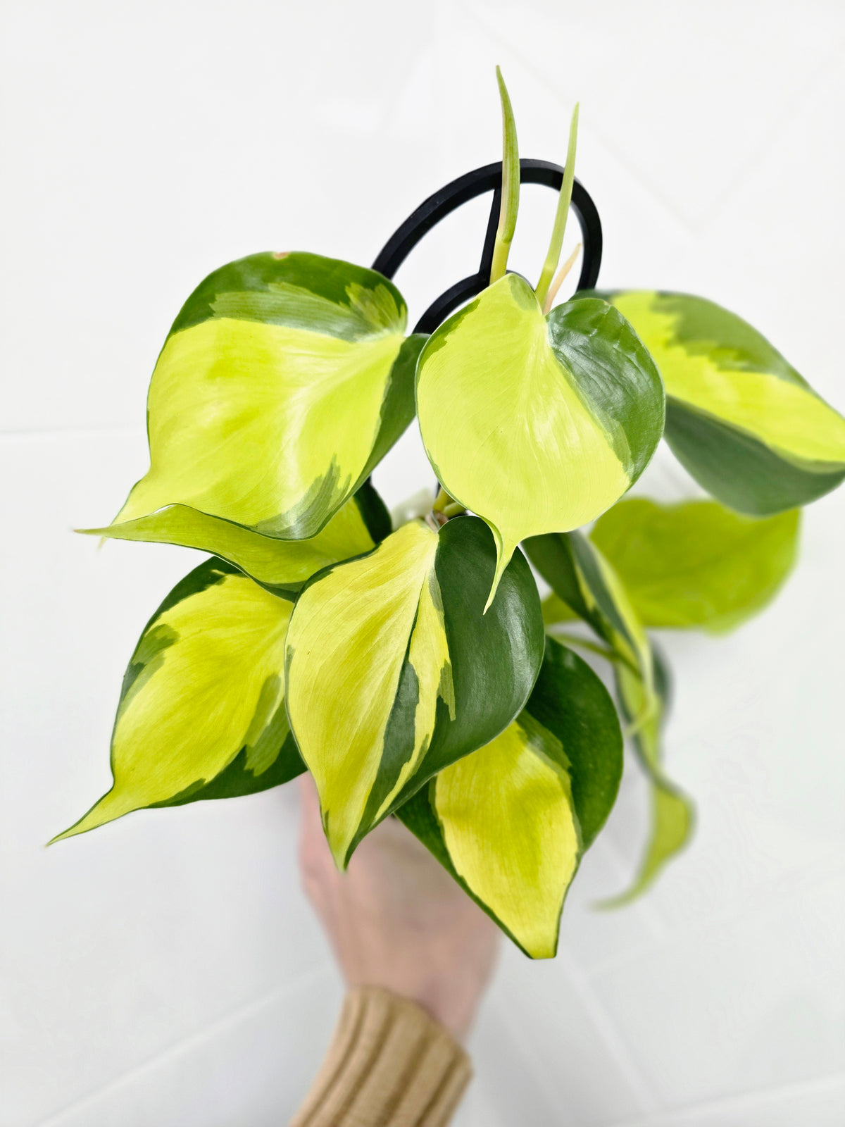 Philodendron hederaceum 'Brasil' Ladder - 118mm