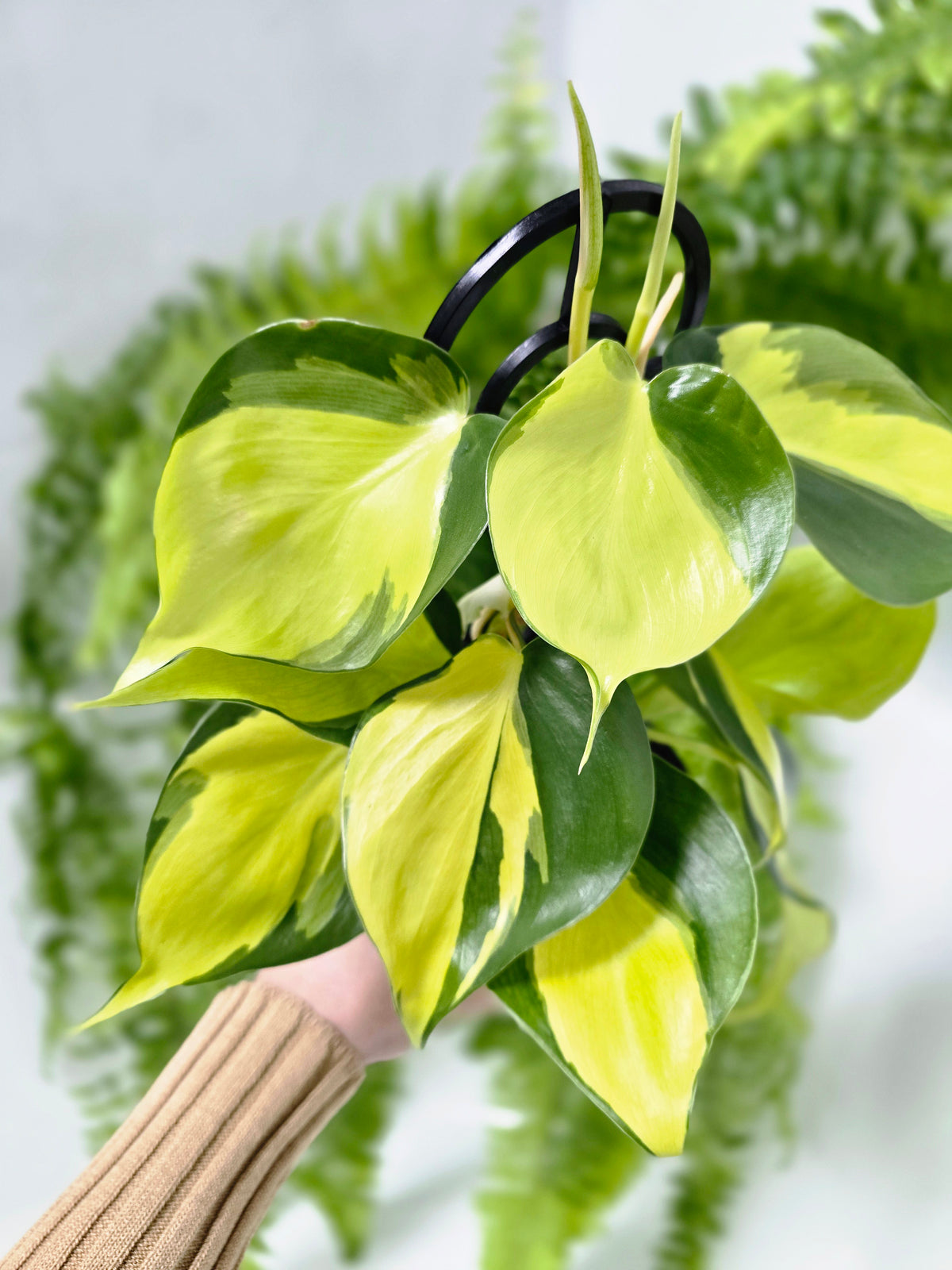 Philodendron hederaceum 'Brasil' Ladder - 118mm