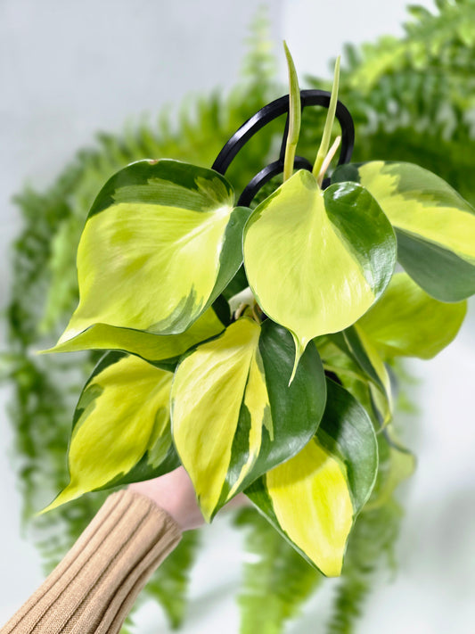 Philodendron hederaceum 'Brasil' Ladder - 118mm