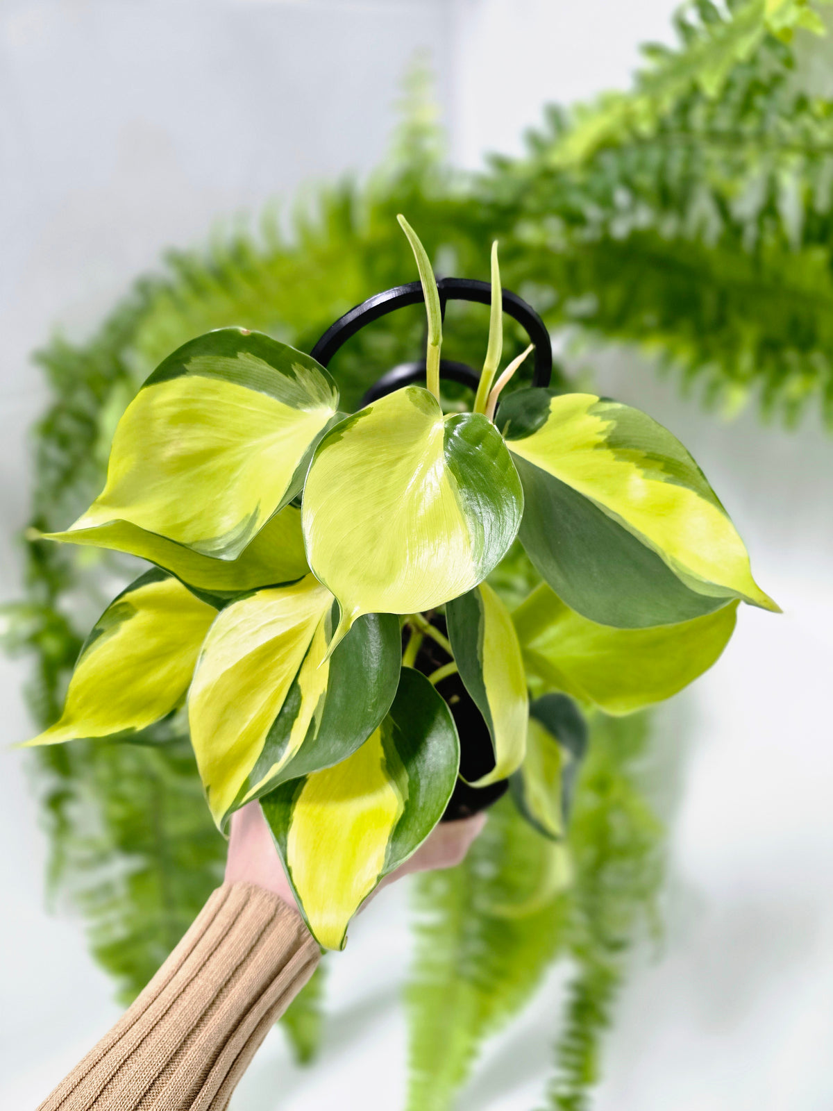 Philodendron hederaceum 'Brasil' Ladder - 118mm