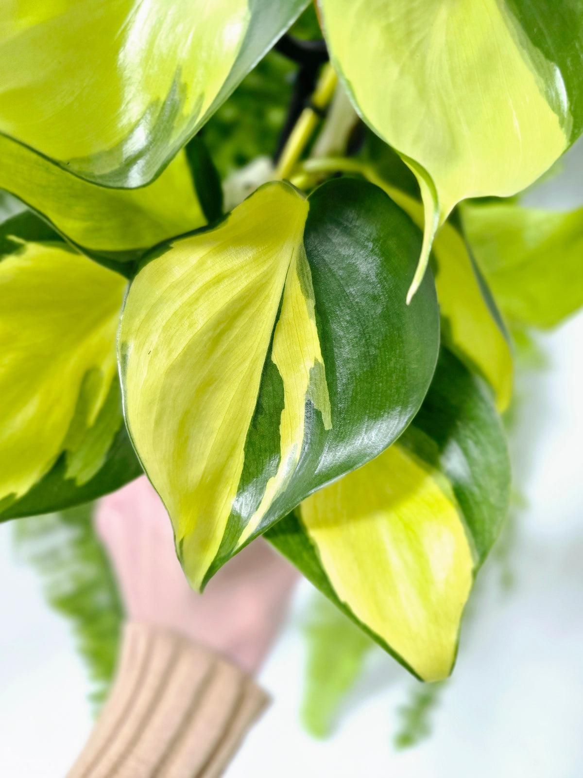 Philodendron hederaceum 'Brasil' Ladder - 118mm