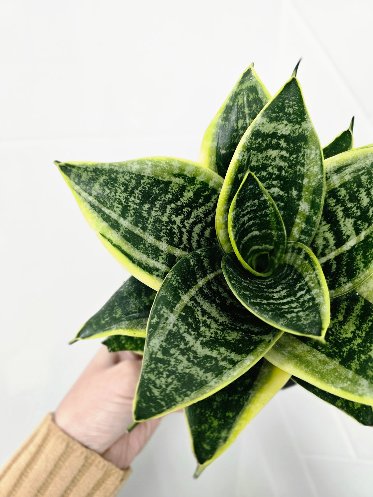 Sansevieria trifasciata 'Golden Hahnii' - 130mm