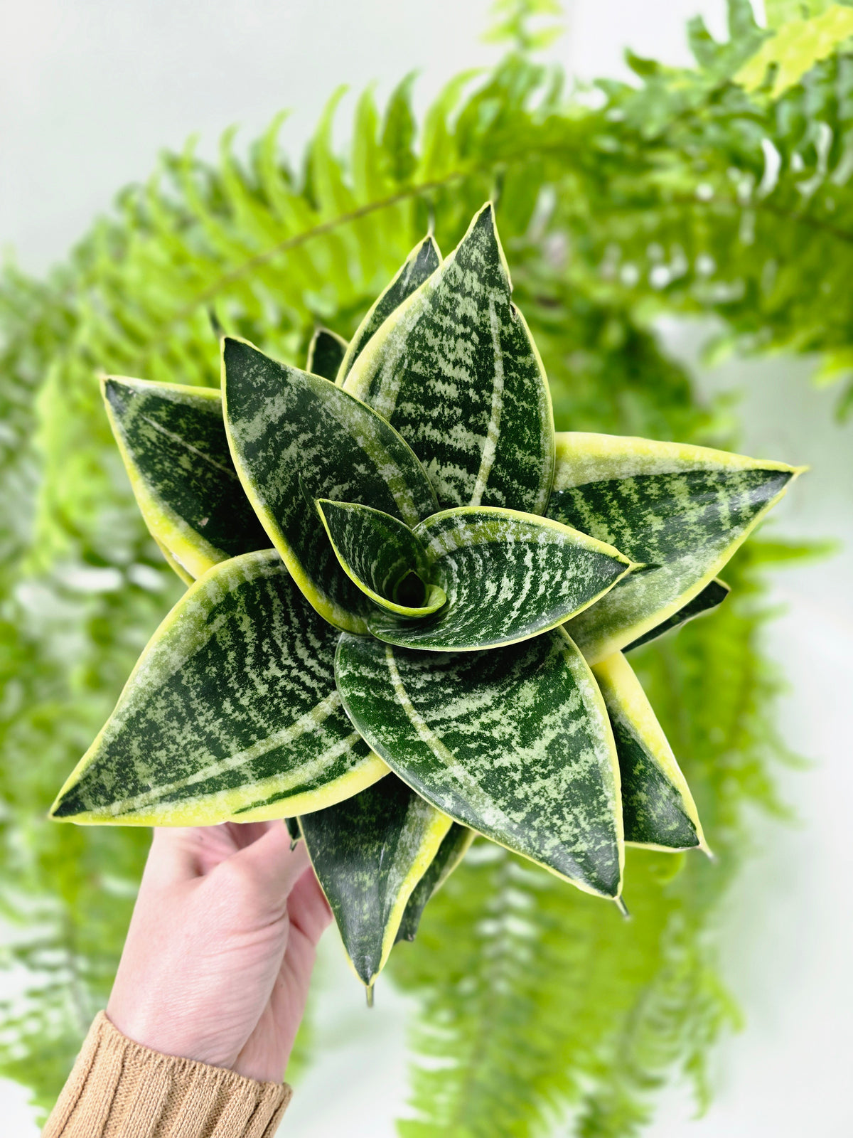 Sansevieria trifasciata 'Golden Hahnii' - 130mm