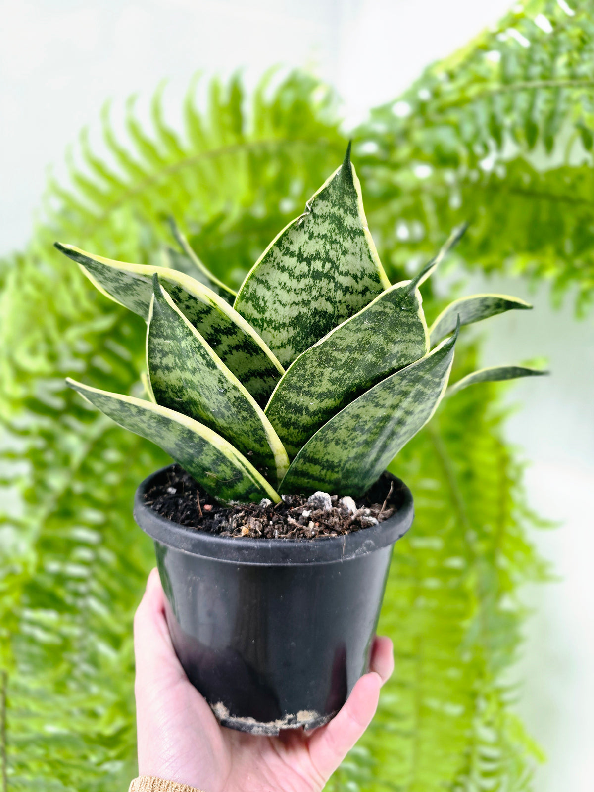 Sansevieria trifasciata 'Golden Hahnii' - 130mm