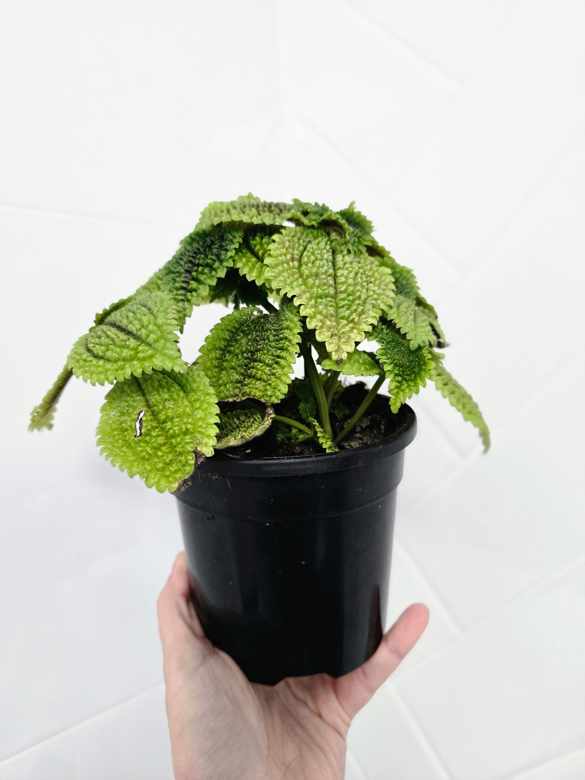 Pilea involucrata 'Moon Valley' - 118mm