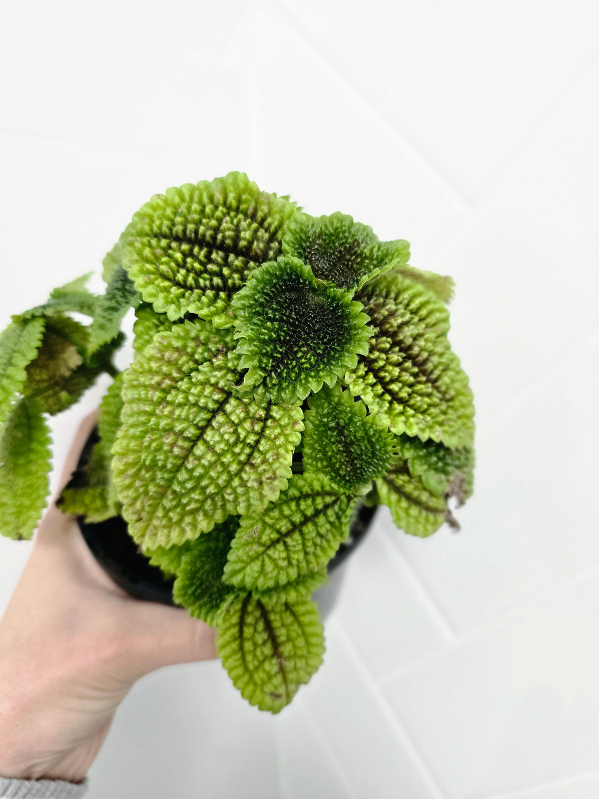 Pilea involucrata 'Moon Valley' - 118mm