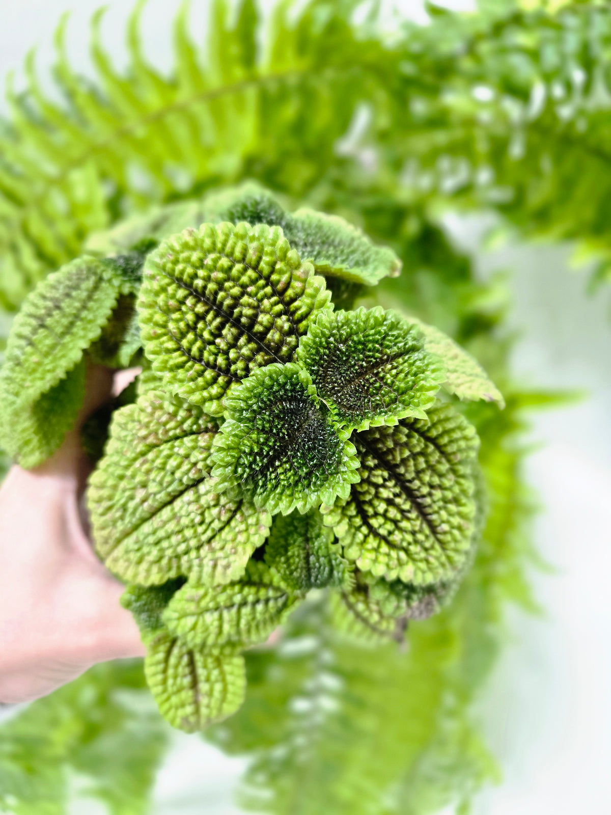 Pilea involucrata 'Moon Valley' - 118mm