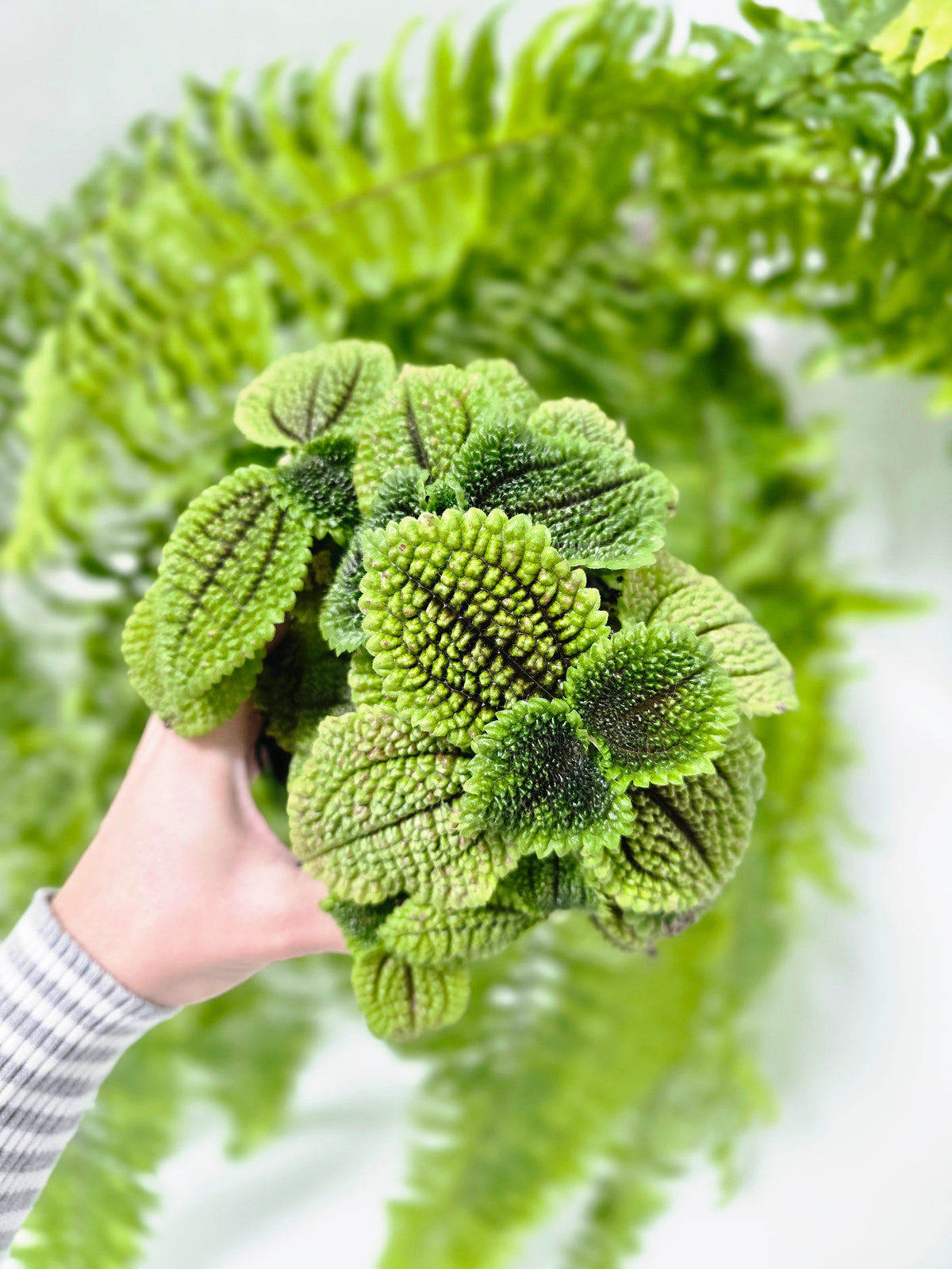 Pilea involucrata 'Moon Valley' - 118mm