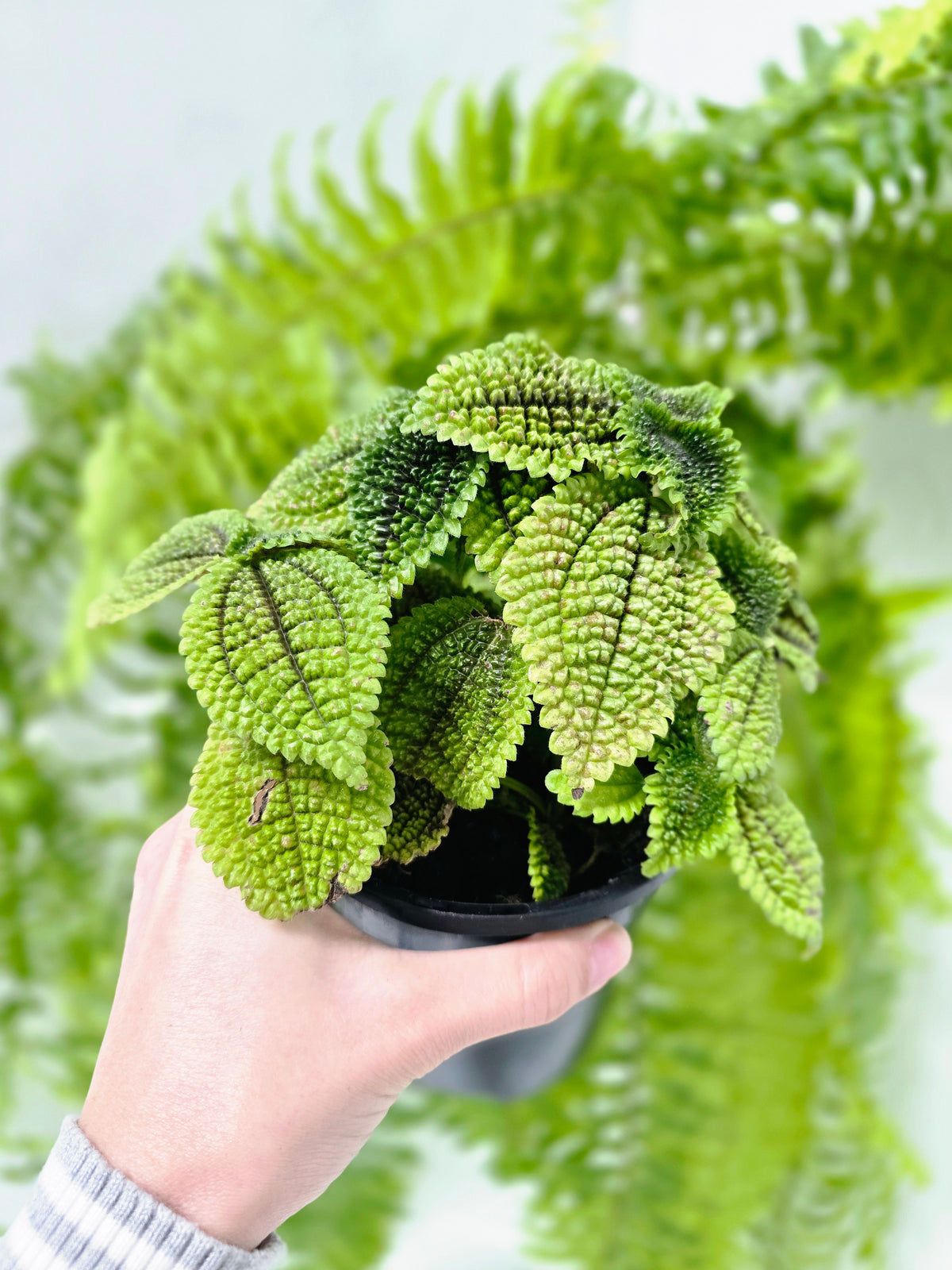 Pilea involucrata 'Moon Valley' - 118mm