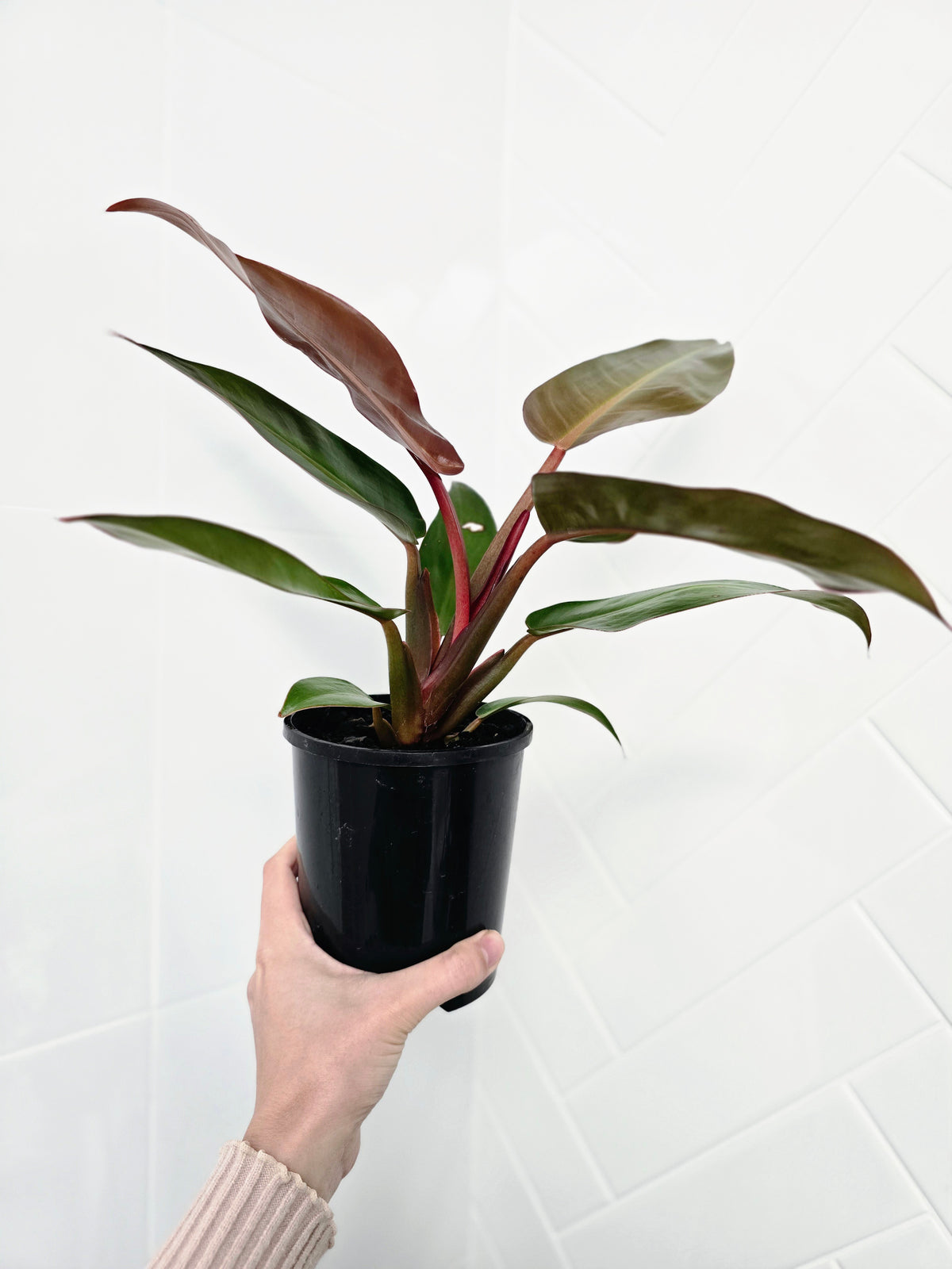 Philodendron erubescens 'Sun Red' - 125mm