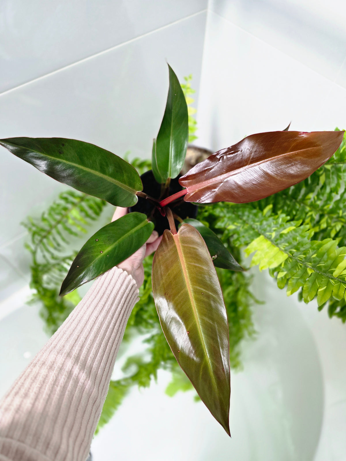 Philodendron erubescens 'Sun Red' - 125mm