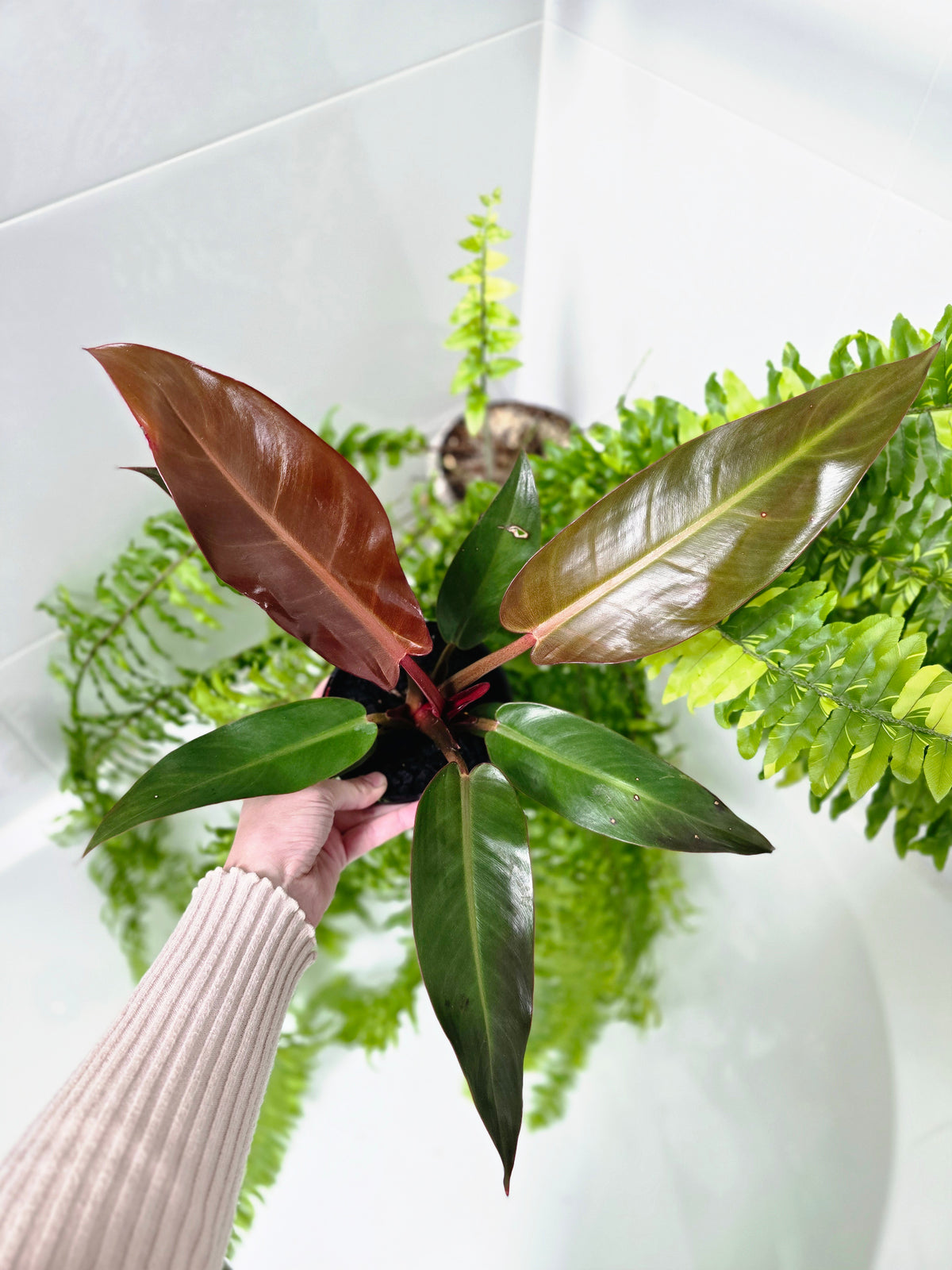 Philodendron erubescens 'Sun Red' - 125mm