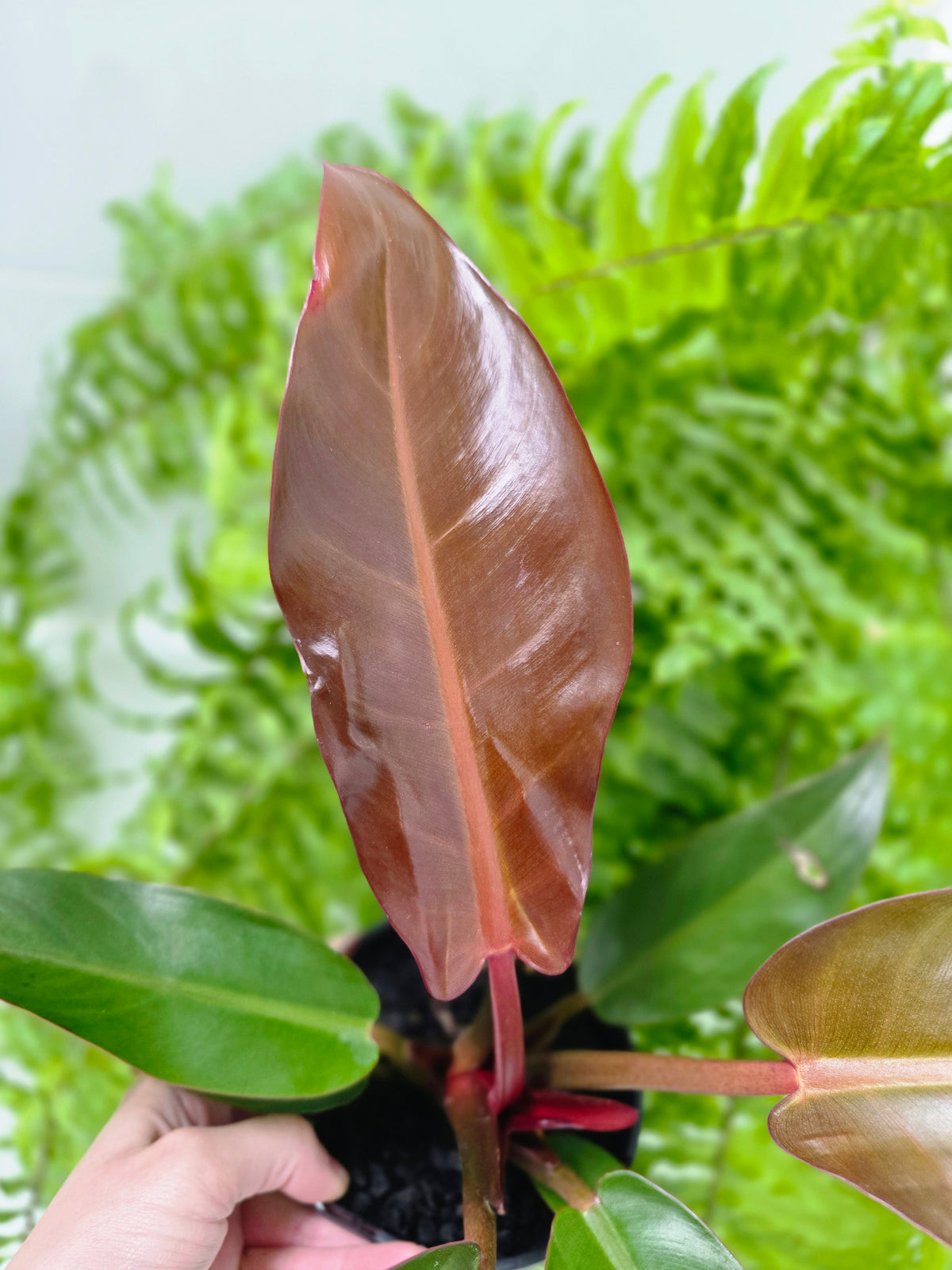 Philodendron erubescens 'Sun Red' - 125mm