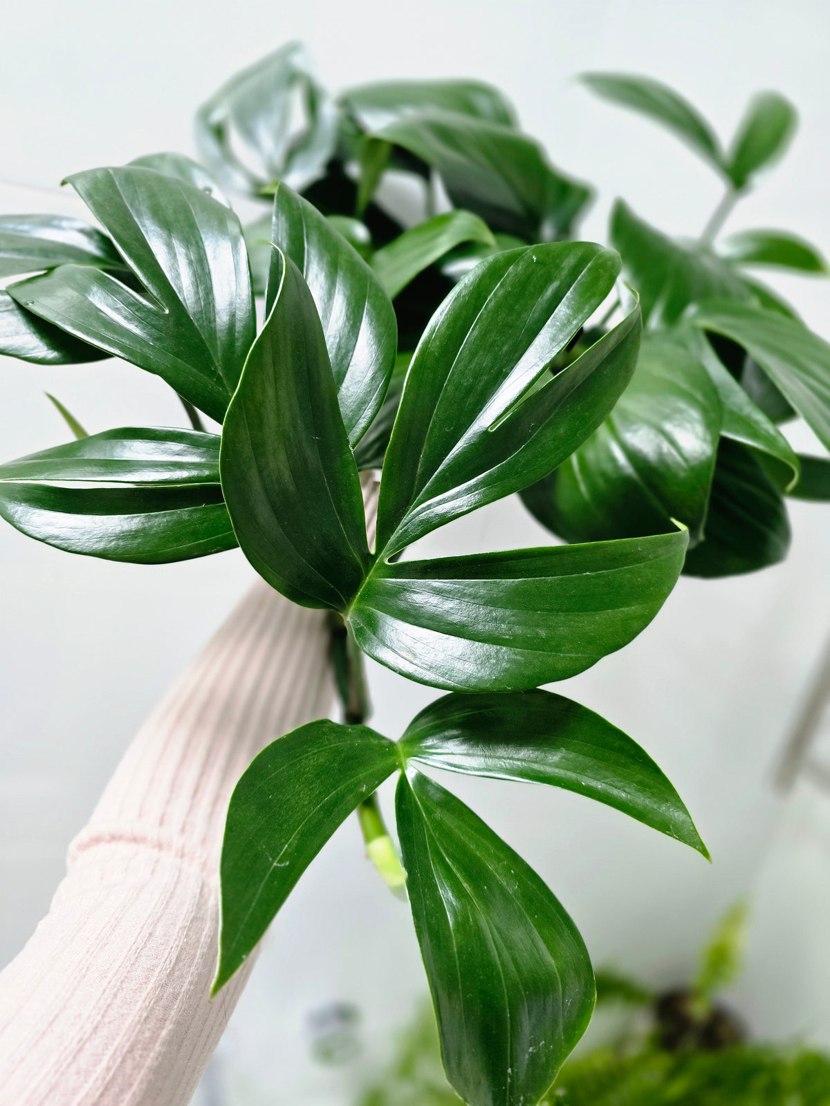Rhaphidophora decursiva (Dragon Tail) - 200mm