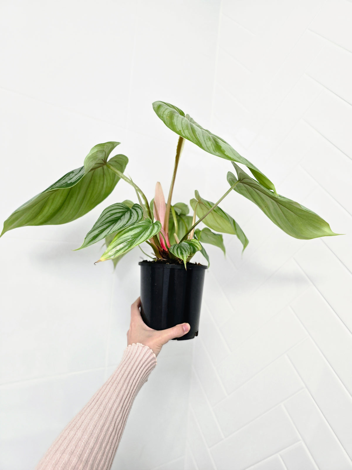 Philodendron plowmanii 'Round Form' - 140mm