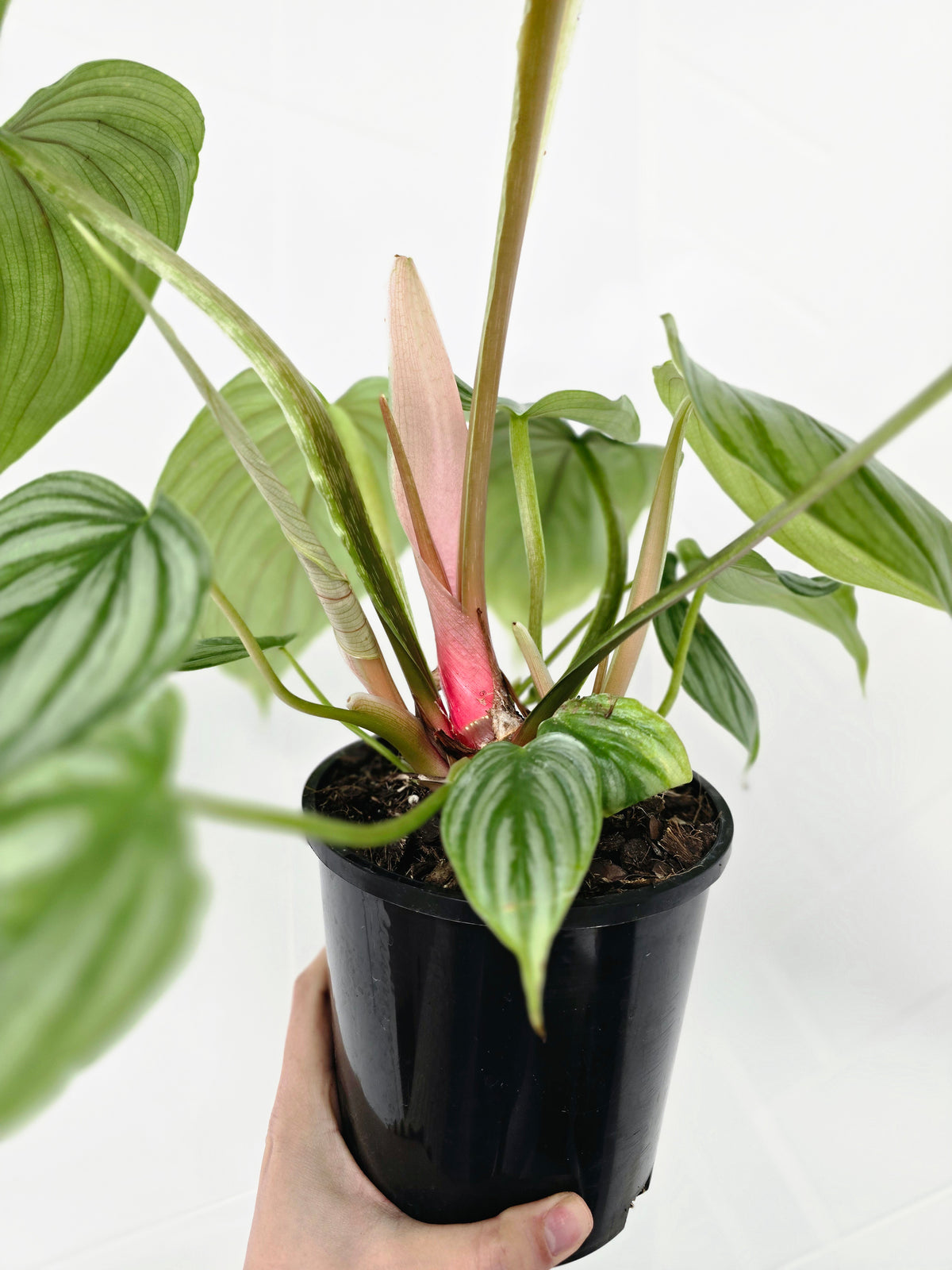 Philodendron plowmanii 'Round Form' - 140mm