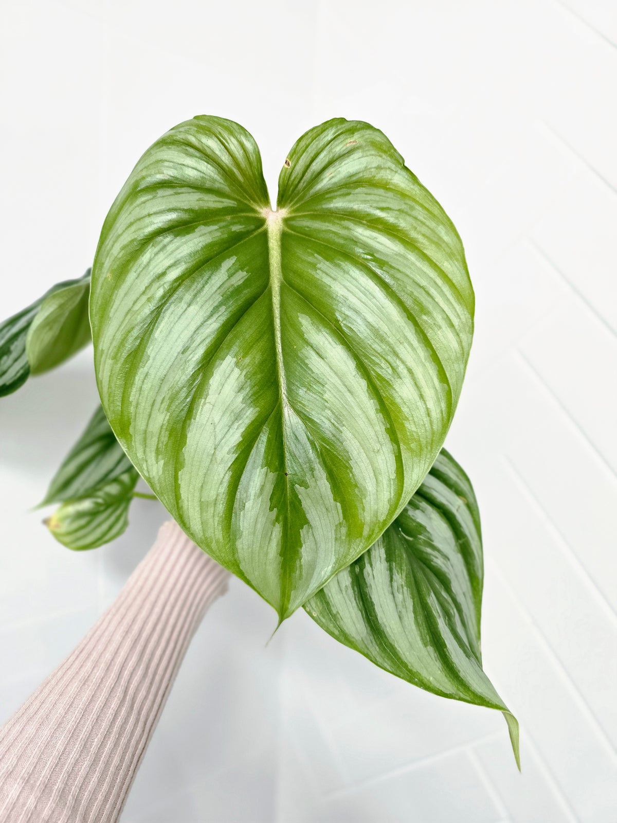 Philodendron plowmanii 'Round Form' - 140mm